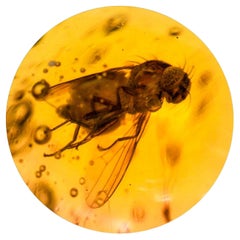 Mosca de 30-40 millones de años, mosquitos y más en el ámbar dominicano