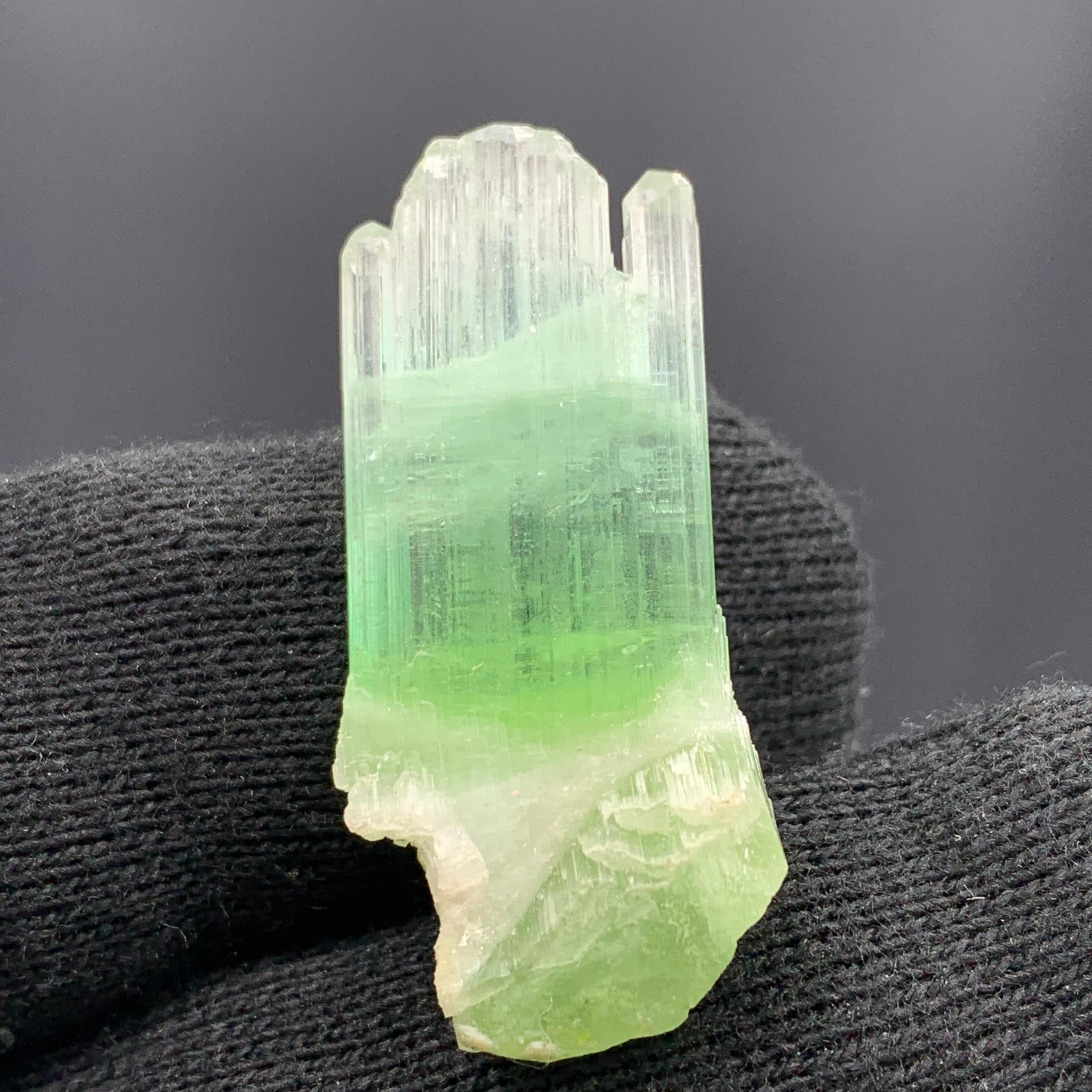 Magnifique cristal de tourmaline bicolore d'Afghanistan de 30,10 carats  en vente 3