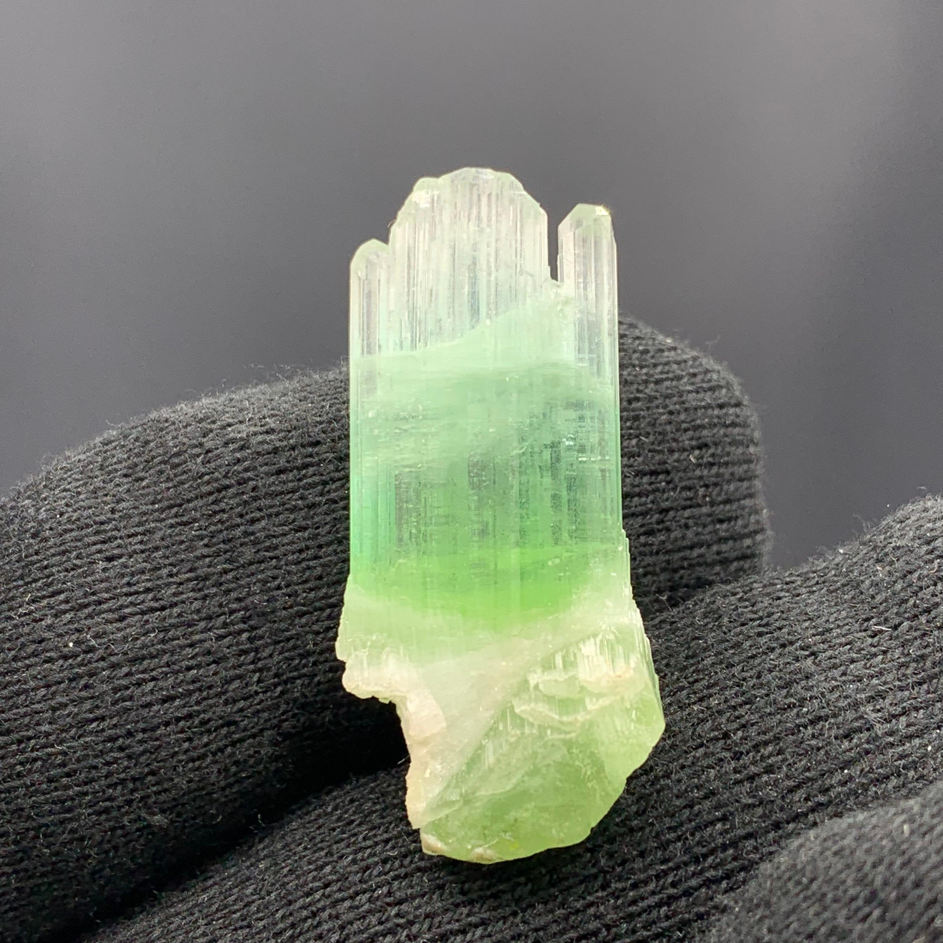 Magnifique cristal de tourmaline bicolore d'Afghanistan de 30,10 carats  en vente 4