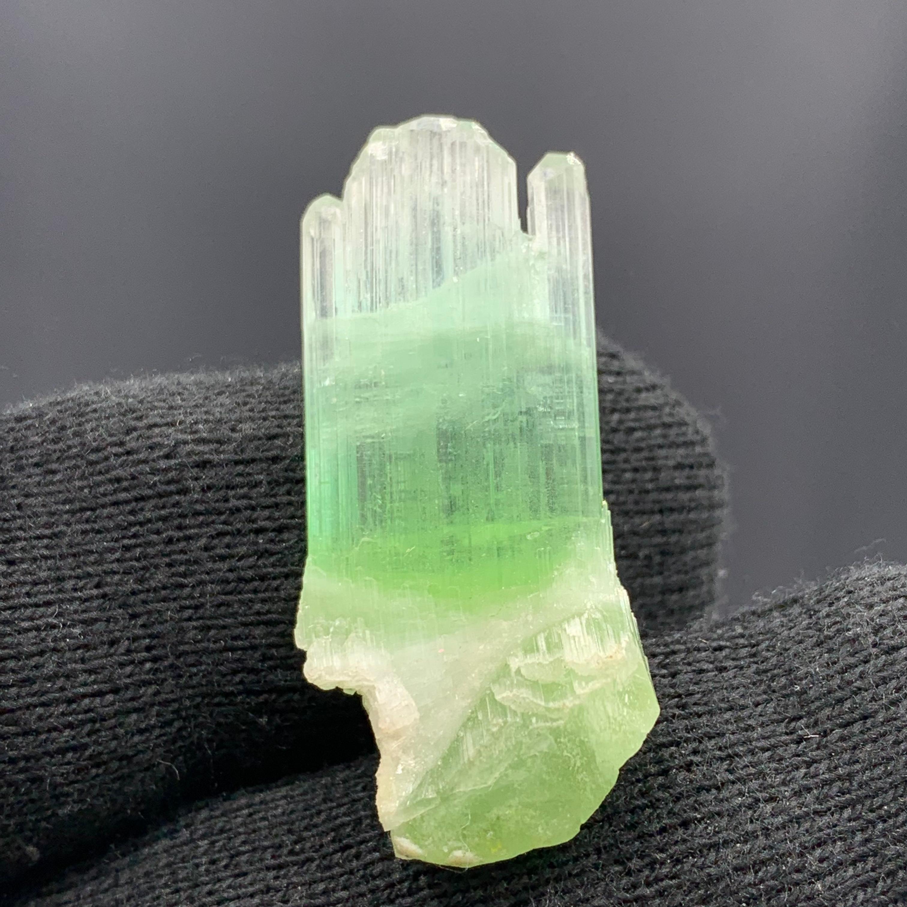 Magnifique cristal de tourmaline bicolore d'Afghanistan de 30,10 carats  en vente 5