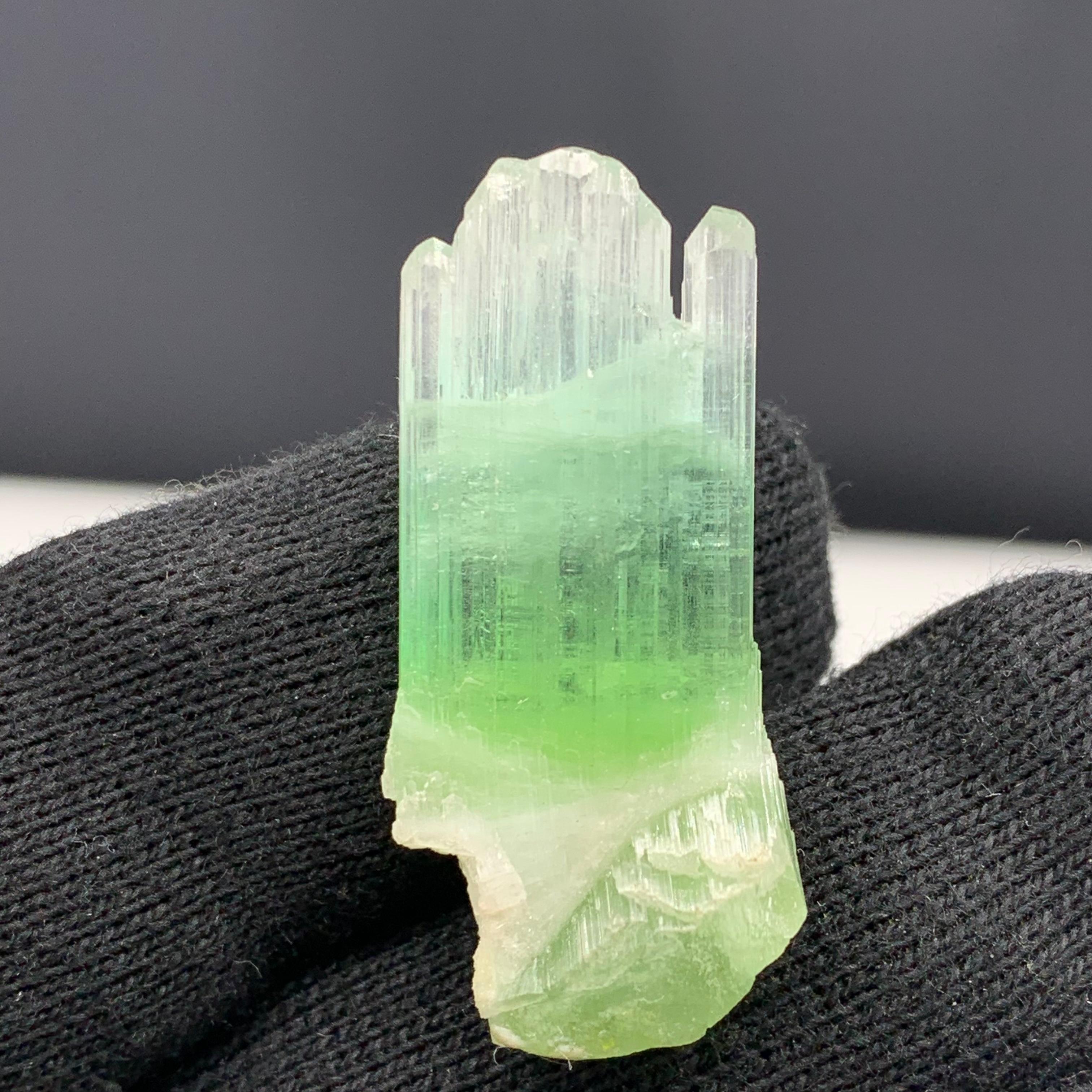 Magnifique cristal de tourmaline bicolore d'Afghanistan de 30,10 carats  en vente 8
