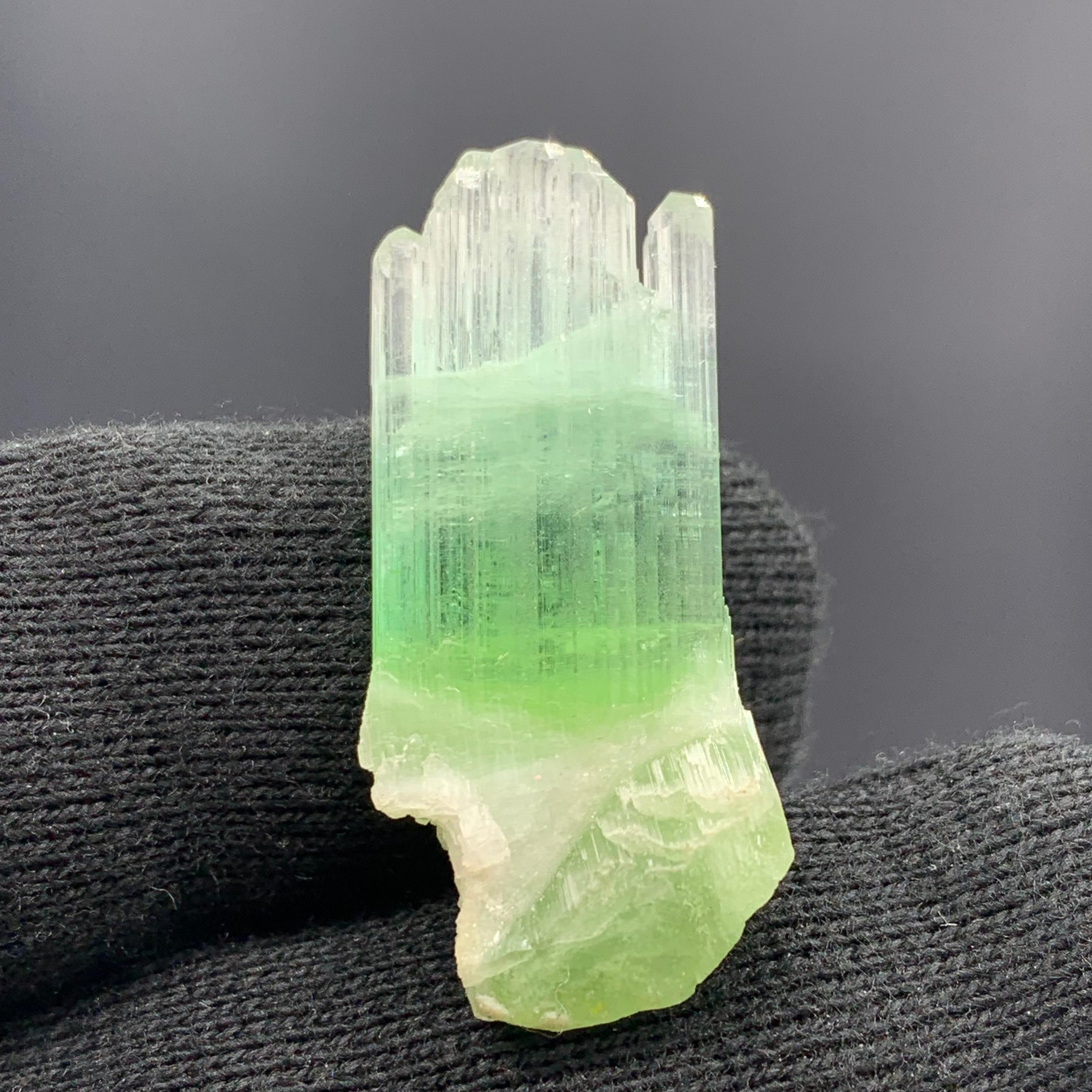 Magnifique cristal de tourmaline bicolore d'Afghanistan de 30,10 carats  en vente 9