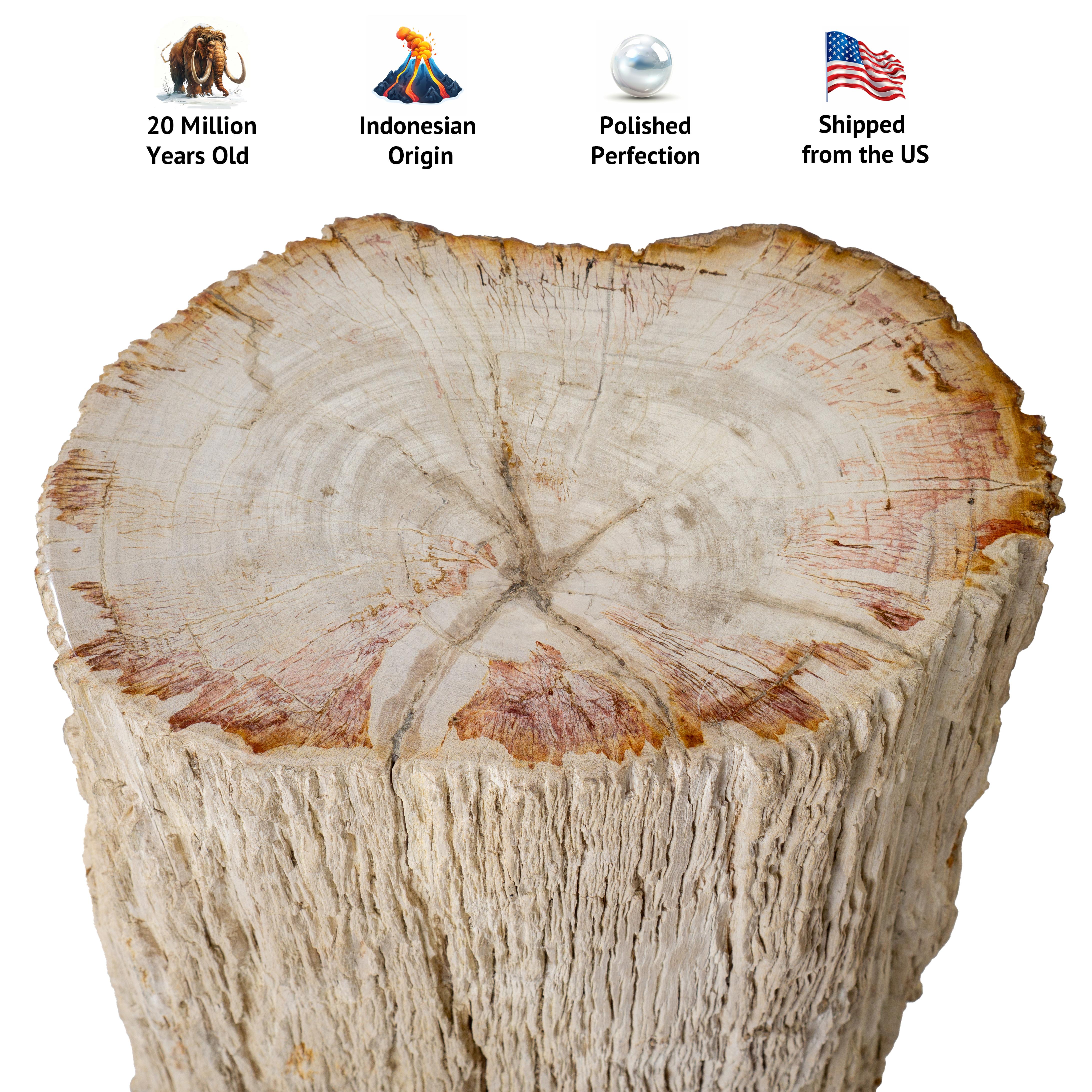 32-Inch Petrified Wood Stone Pillar - Petrified Wood Pedestal With Bark 2