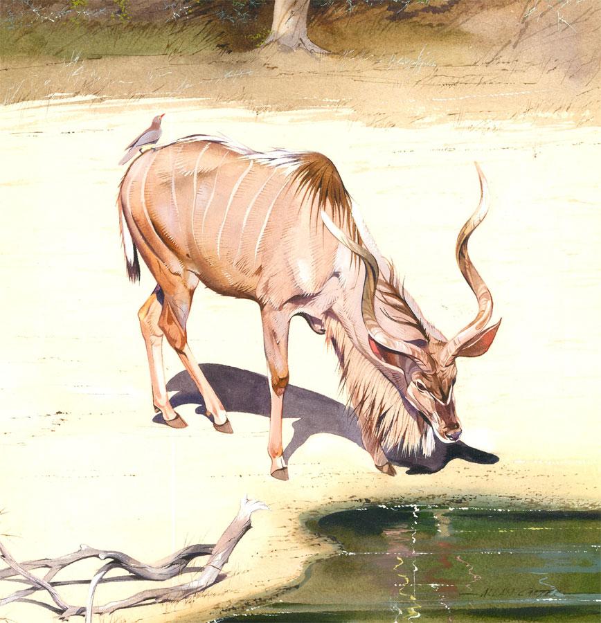 A detailed depiction of a watering kudu by contemporary artist Allan Carter. Signed to the lower right. On watercolour paper laid to card.
