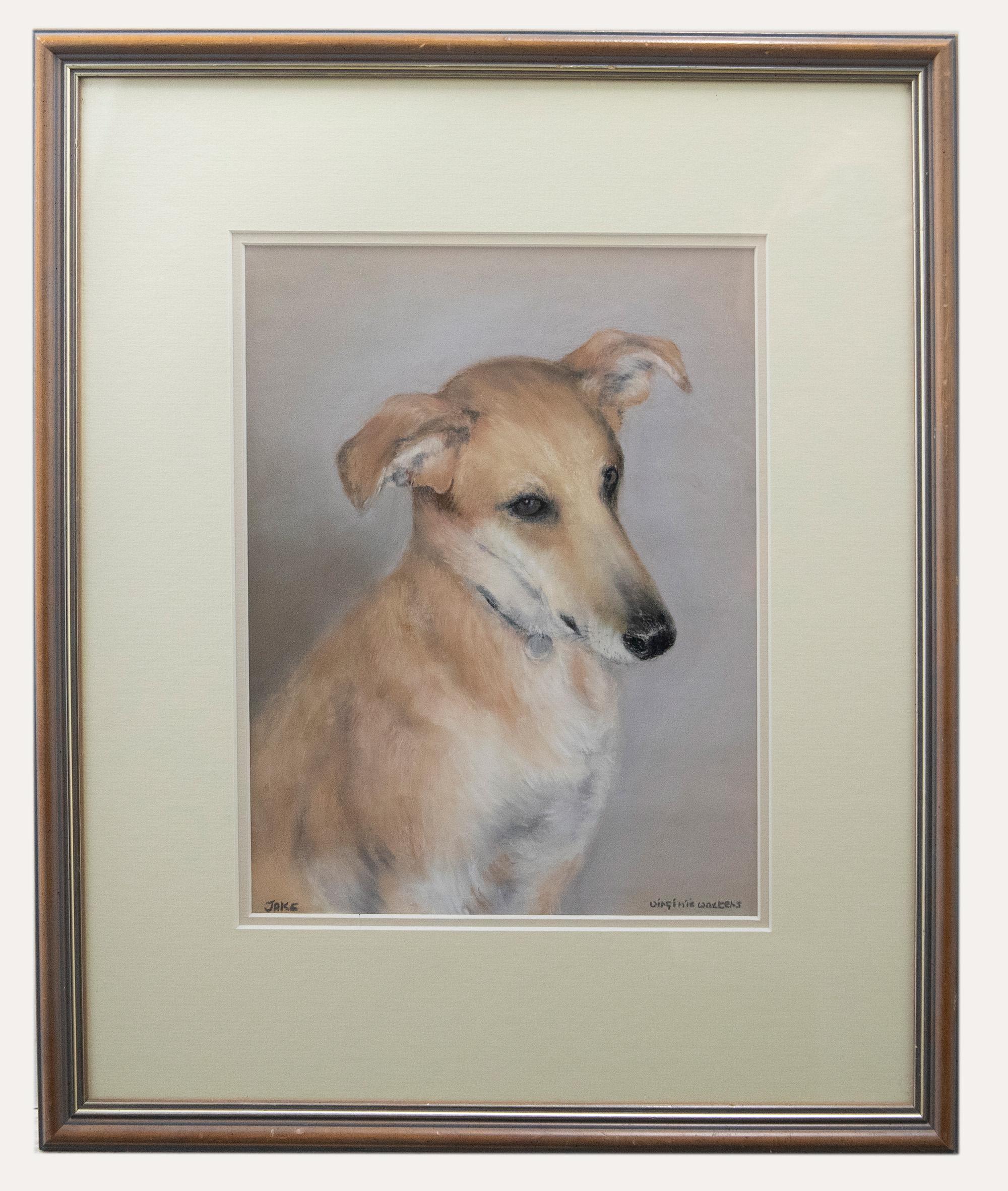 Virginia Walters - Framed Contemporary Pastel, Portrait of a Golden Whippet - Art by Unknown