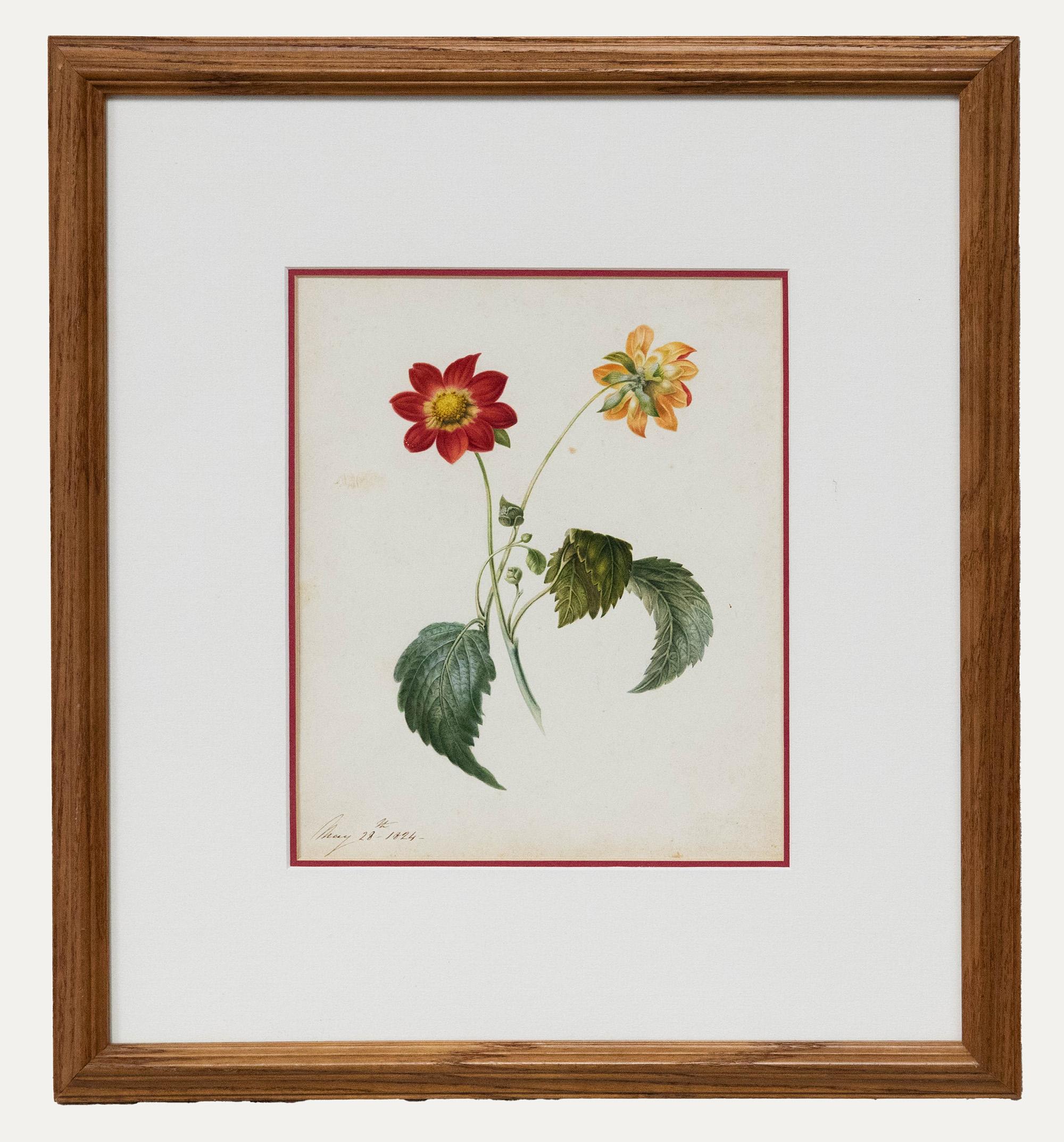 Feines Aquarell aus dem frühen 19. Jahrhundert – Dahlia aus zwei Seiten