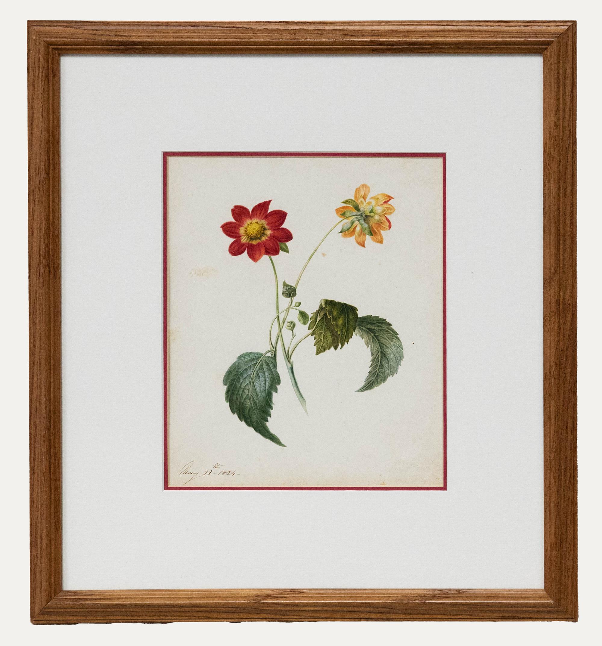 Unknown Still-Life - Fine Early 19th Century Watercolour - Dahlia from Two Sides