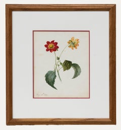 Antique Fine Early 19th Century Watercolour - Dahlia from Two Sides