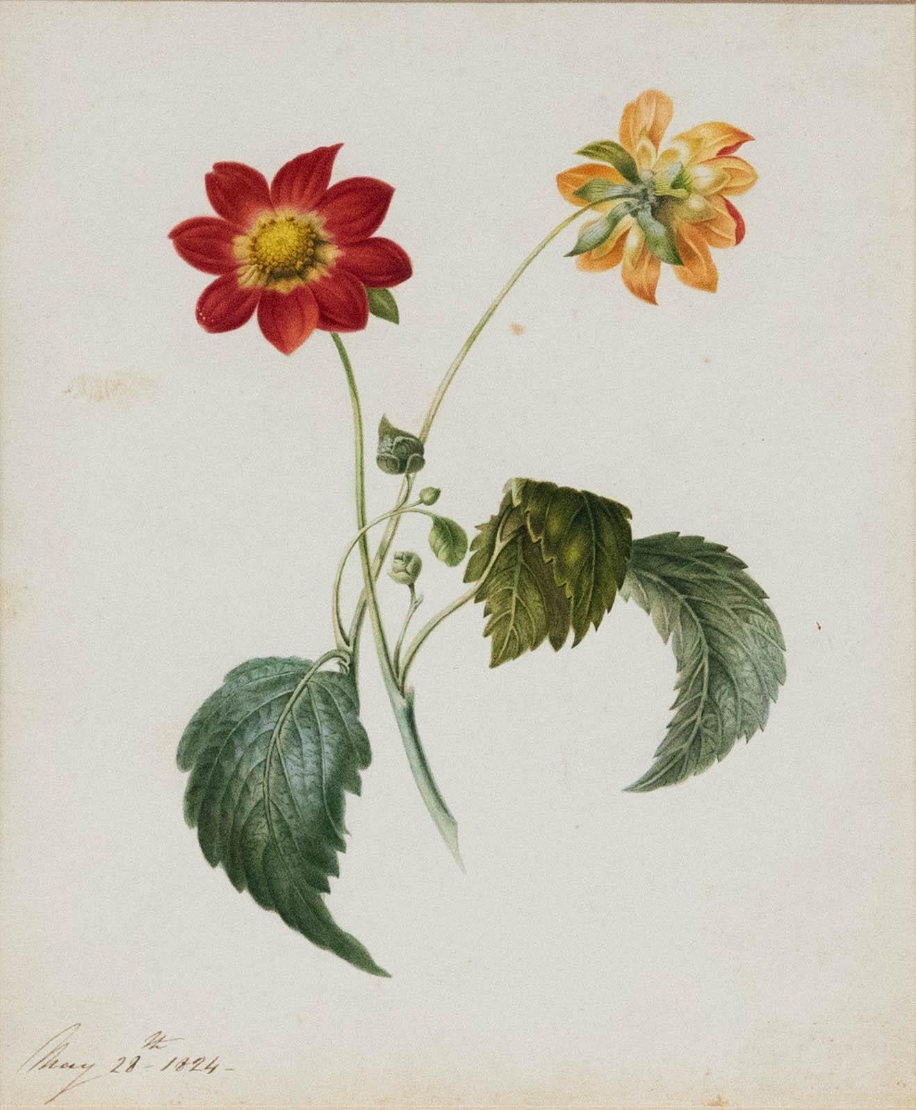 Fine Early 19th Century Watercolour - Dahlia from Two Sides - Art by Unknown