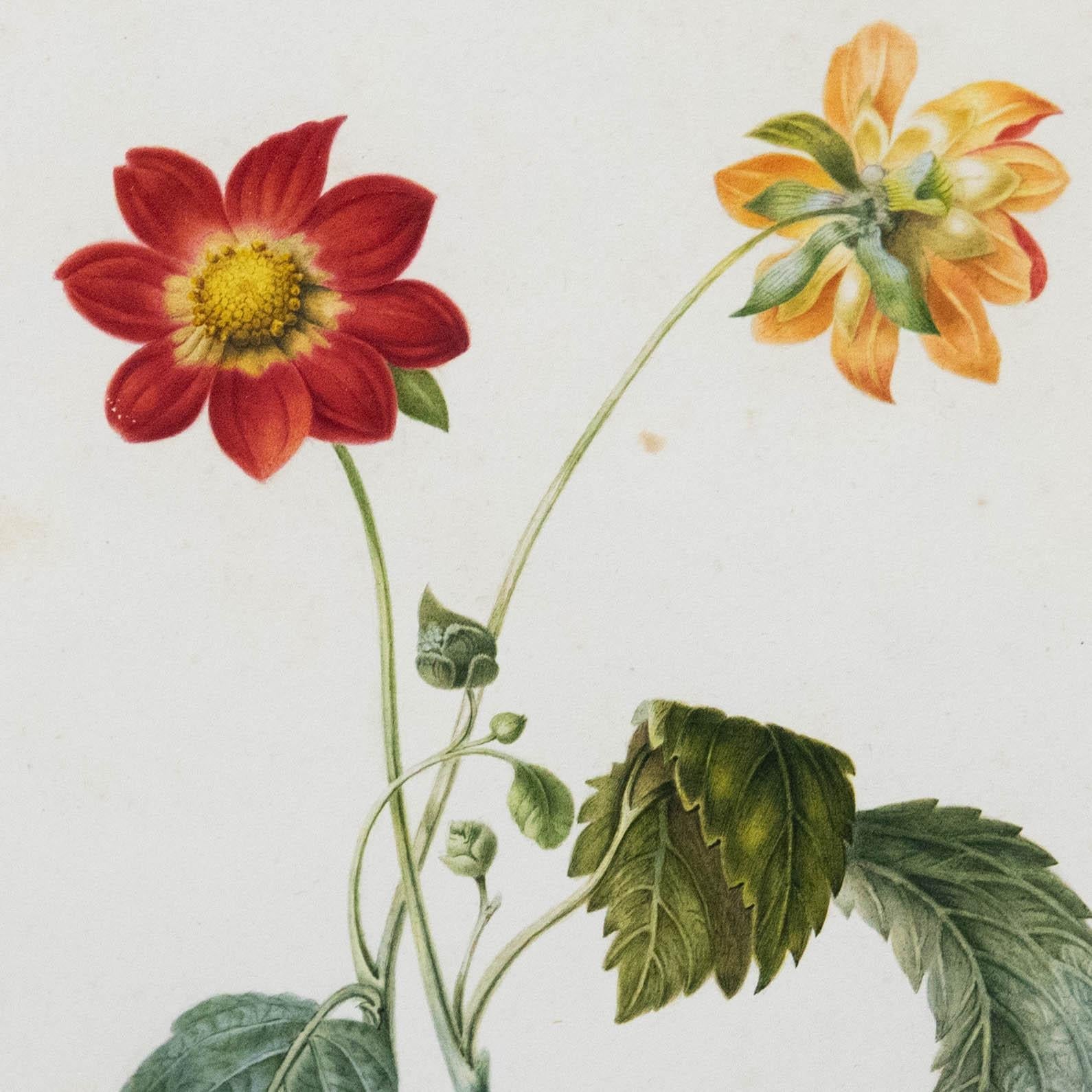 Fine Early 19th Century Watercolour - Dahlia from Two Sides For Sale 1