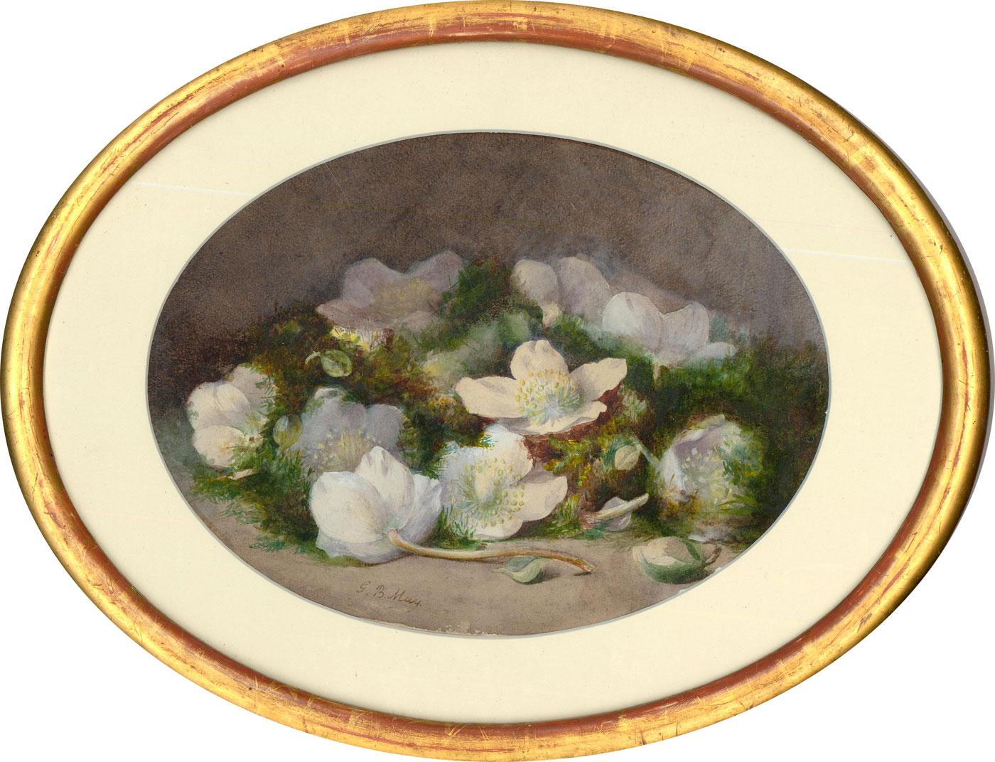 Unknown Still-Life - G. B. May - Framed Late 19th Century Watercolour, Still Life of Hellebores