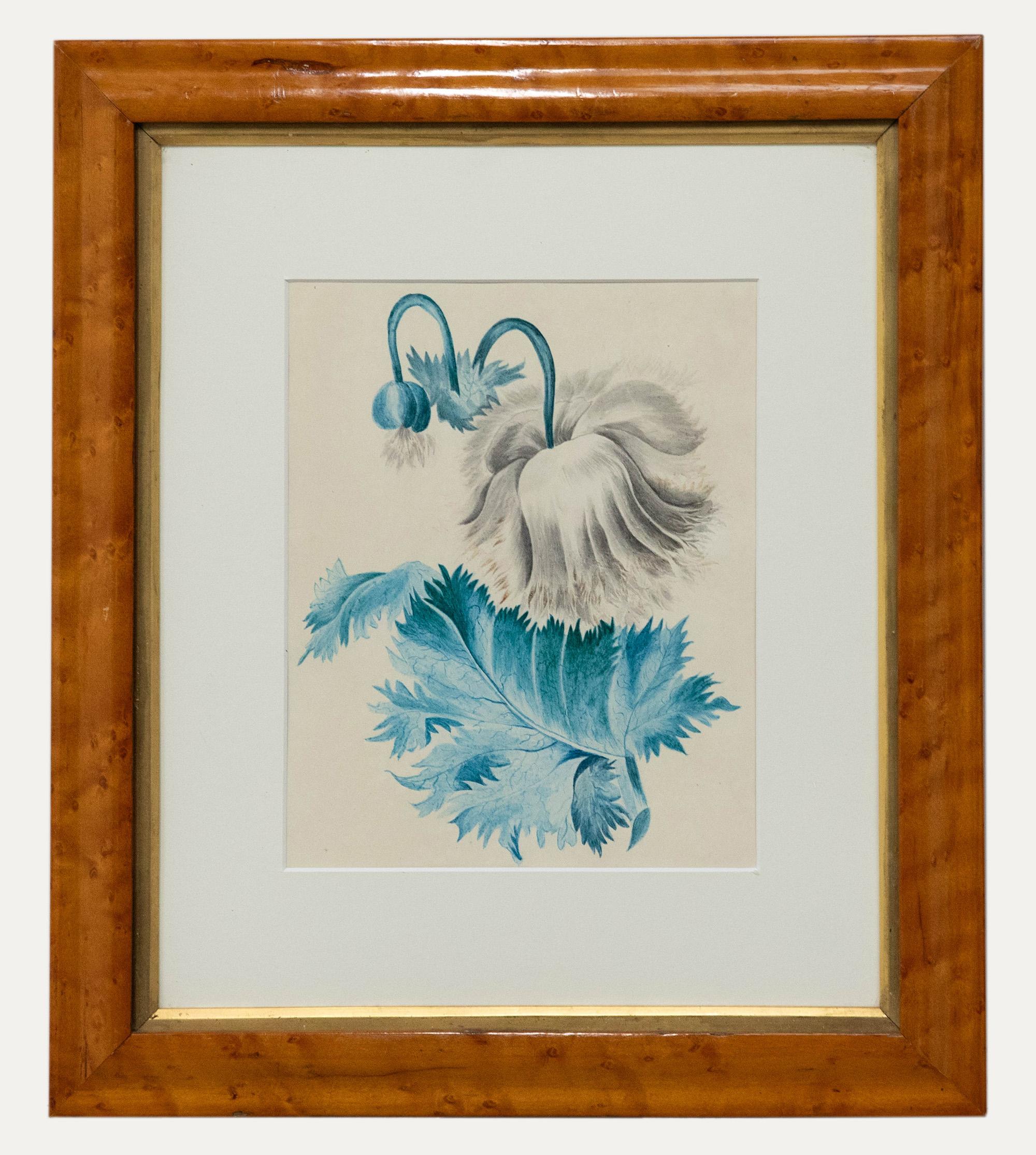 Unknown Still-Life - Mid 19th Century Watercolour - White Poppy