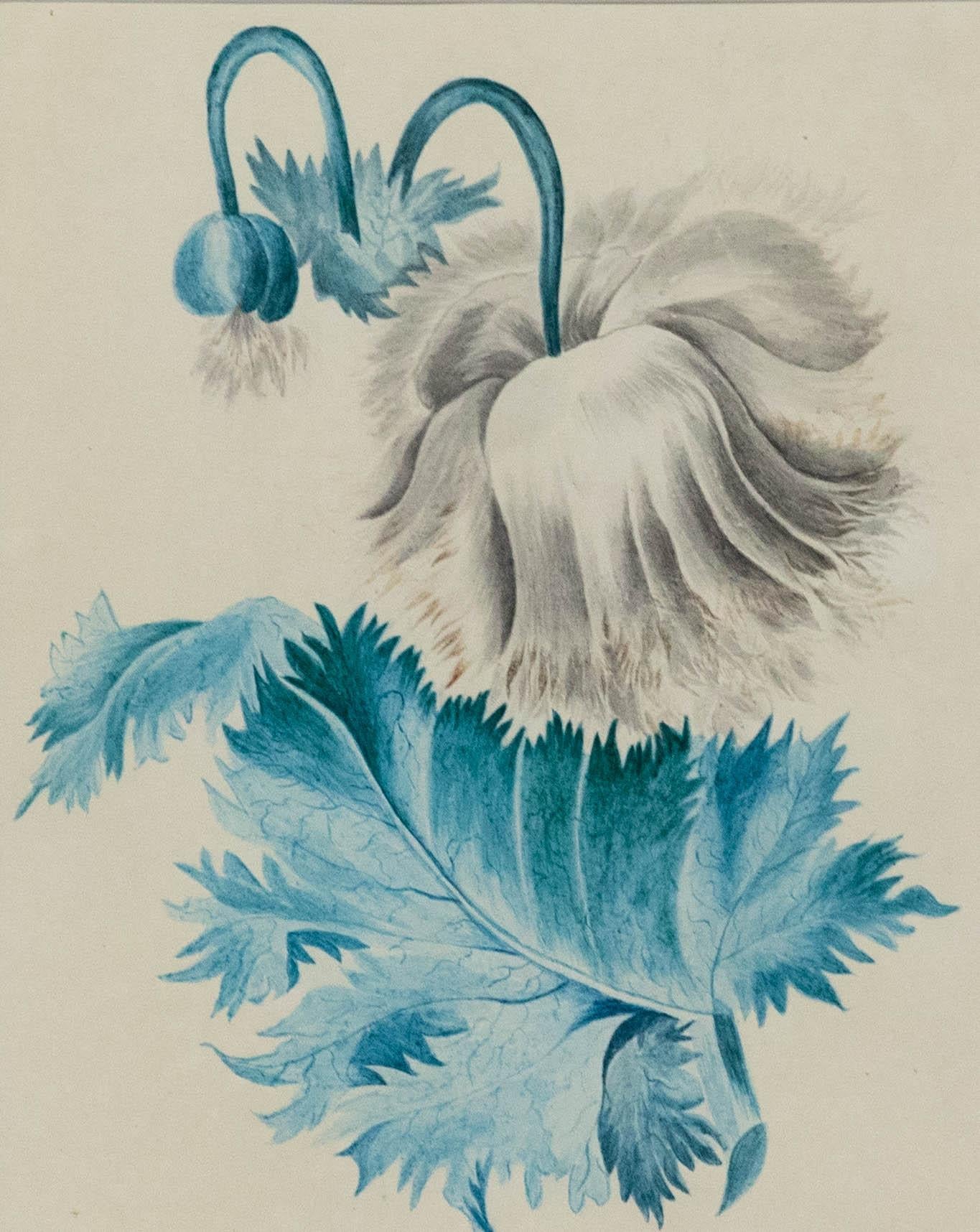 Aquarell aus der Mitte des 19. Jahrhunderts – Weißer Mohnblumen – Art von Unknown