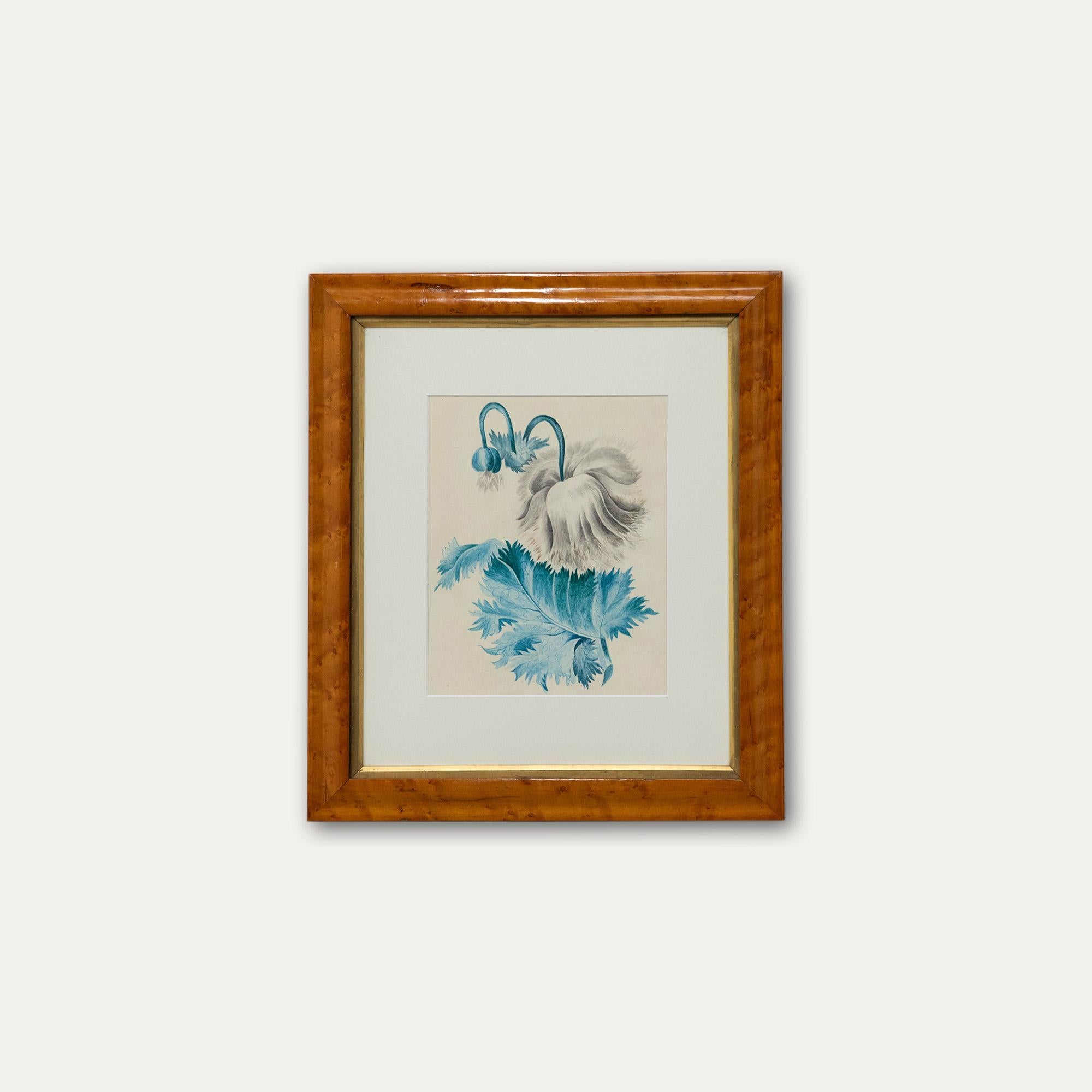 Mid 19th Century Watercolour - White Poppy For Sale 2