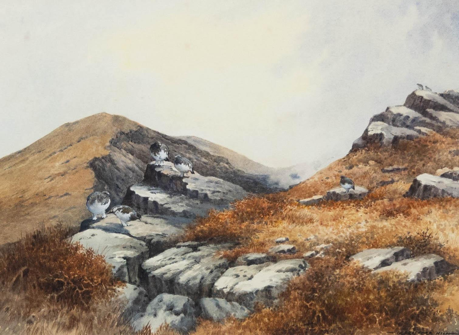 Berrisford Hill (b.1930)  - 1982 Watercolour, Ptarmigan Amongst the Rocks - Art by Unknown