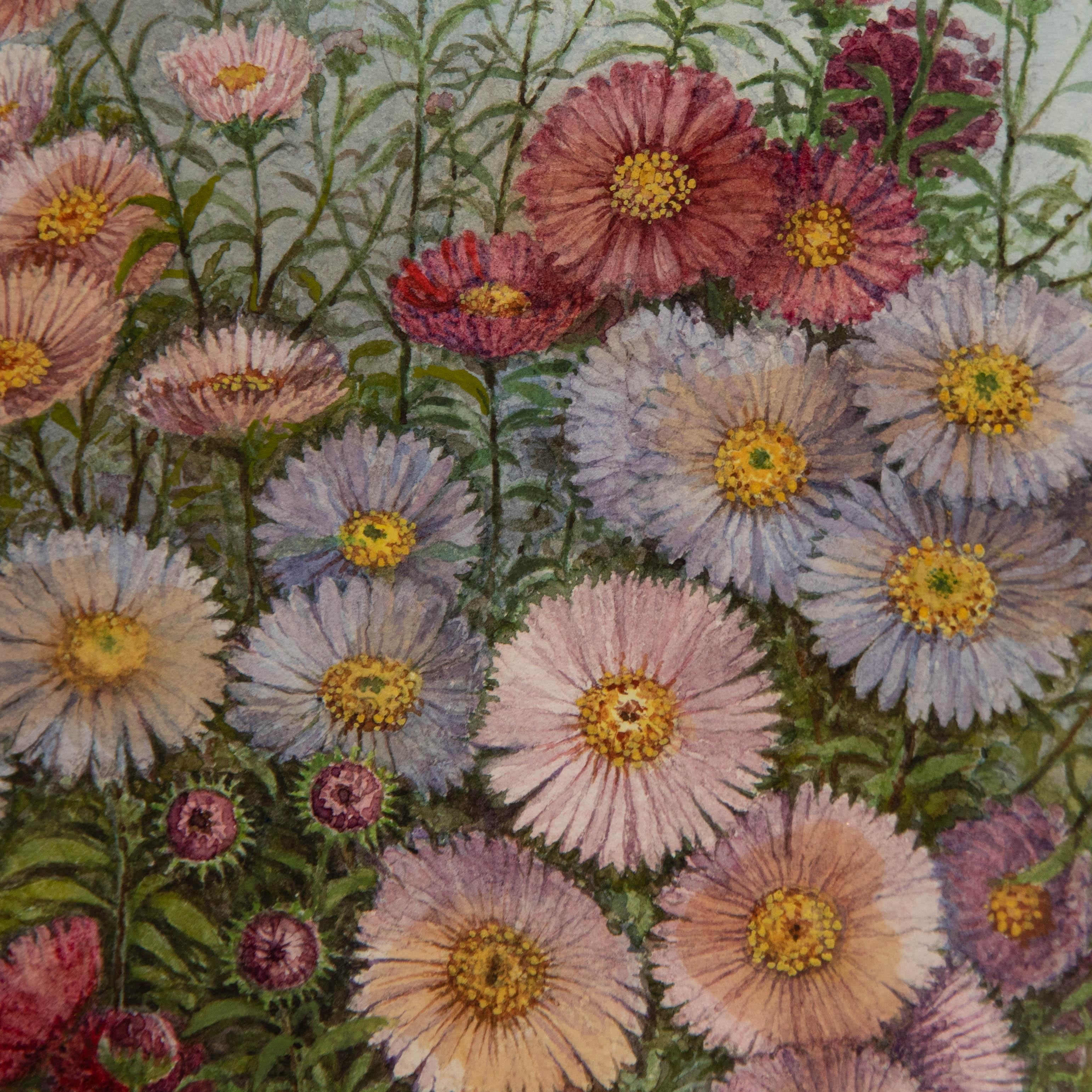 J. Cecil Chappell - 20th Century Watercolour, Asters For Sale 1