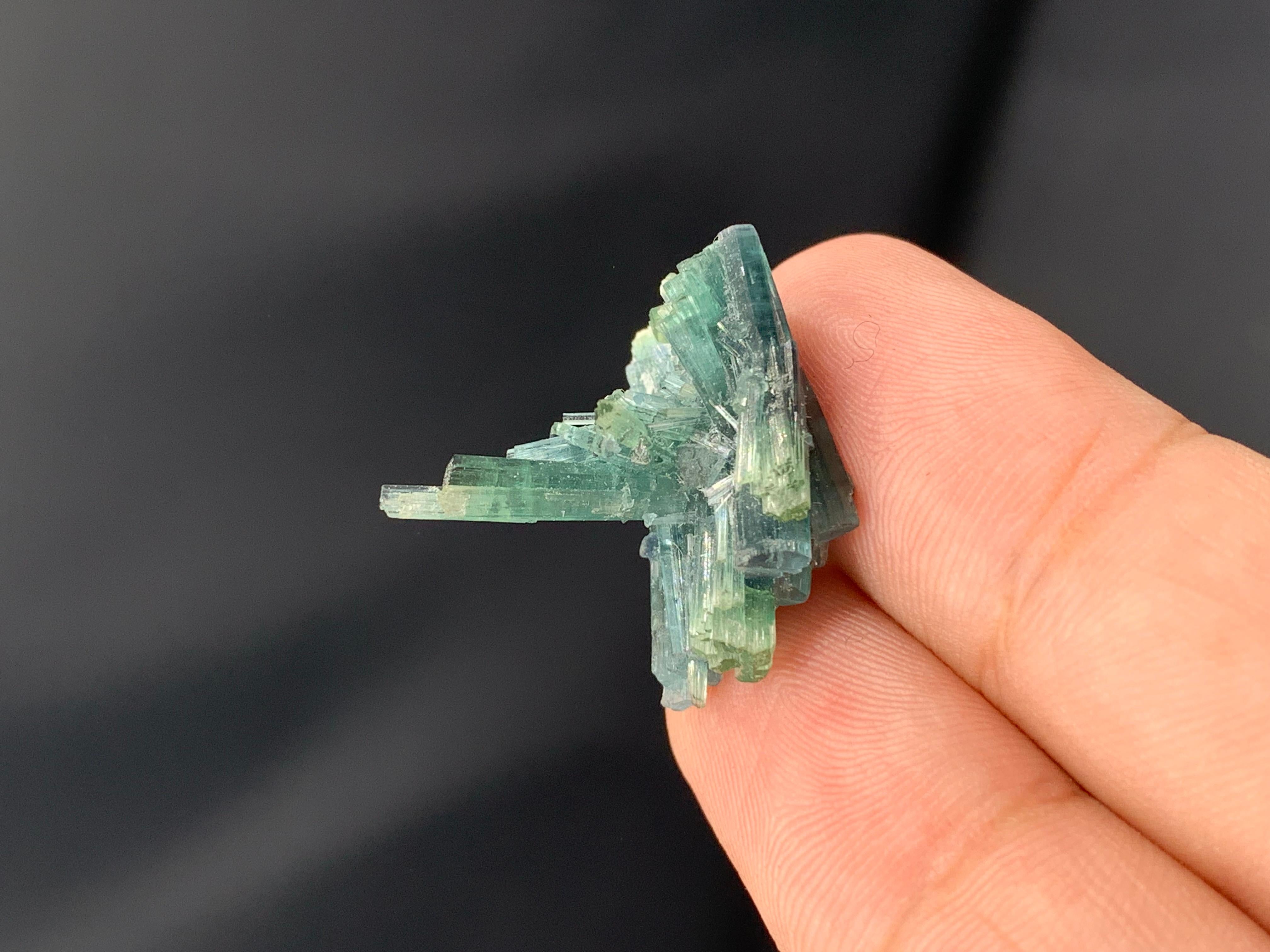 INFORMATIONS SUR LE PRODUIT :

Nom du spécimen : Grappe de tourmaline

Poids : 3,5 grammes

Dimensions : H : 2,2 x L : 2,2 x P : 1,8 cm : H : 2,2 x L : 2,2 x P : 1,8 cm

Traitement : Aucun

Origine : Dara I Pech, Chapa Dara, Province de Kunnar,