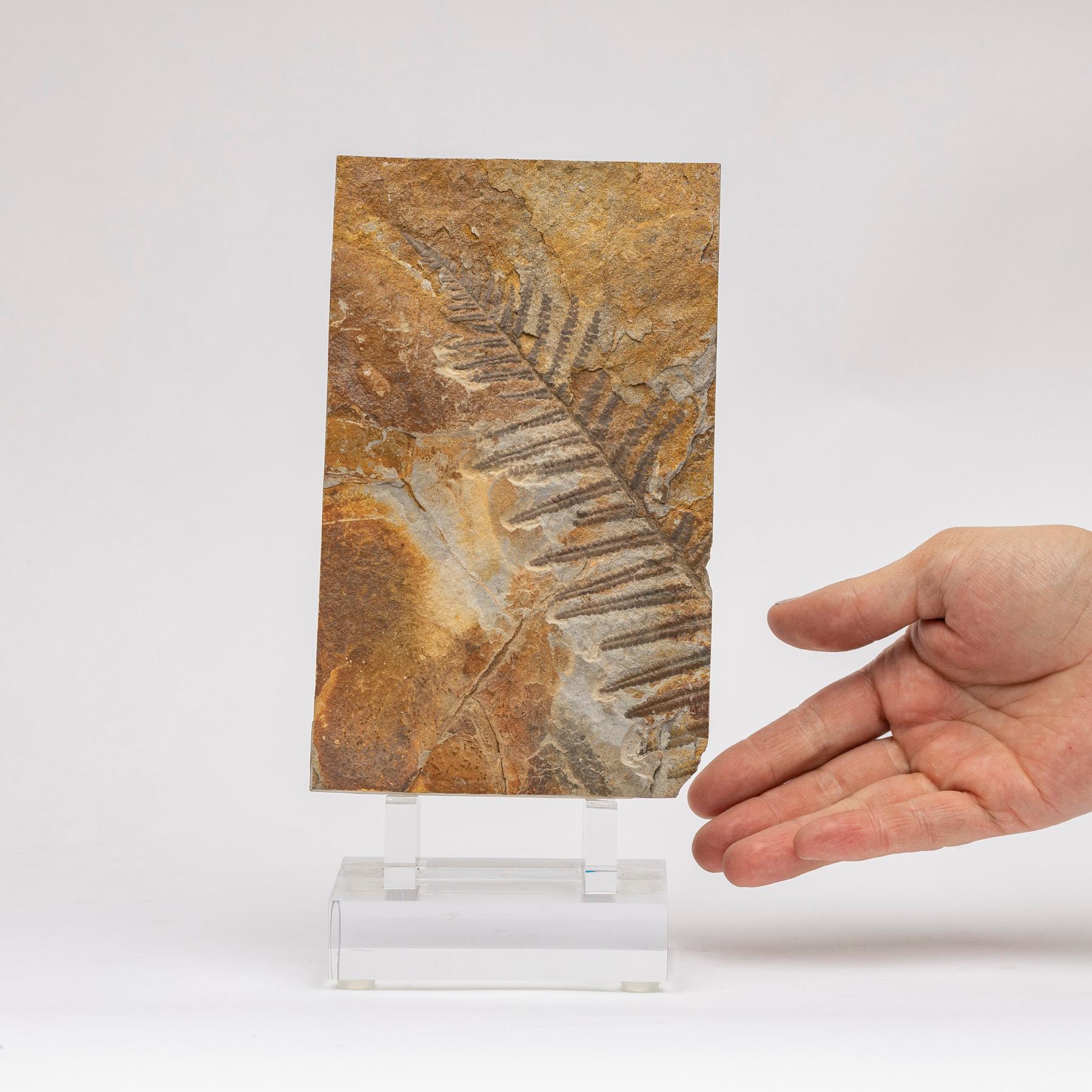 360 Million Y/O Alethopteris Fossil Fern Mounted on a Custom Acrylic Stand For Sale 3