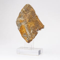 360 Millionen y/o Alethopteris Fossilienfern auf einem maßgefertigten Acrylständer montiert