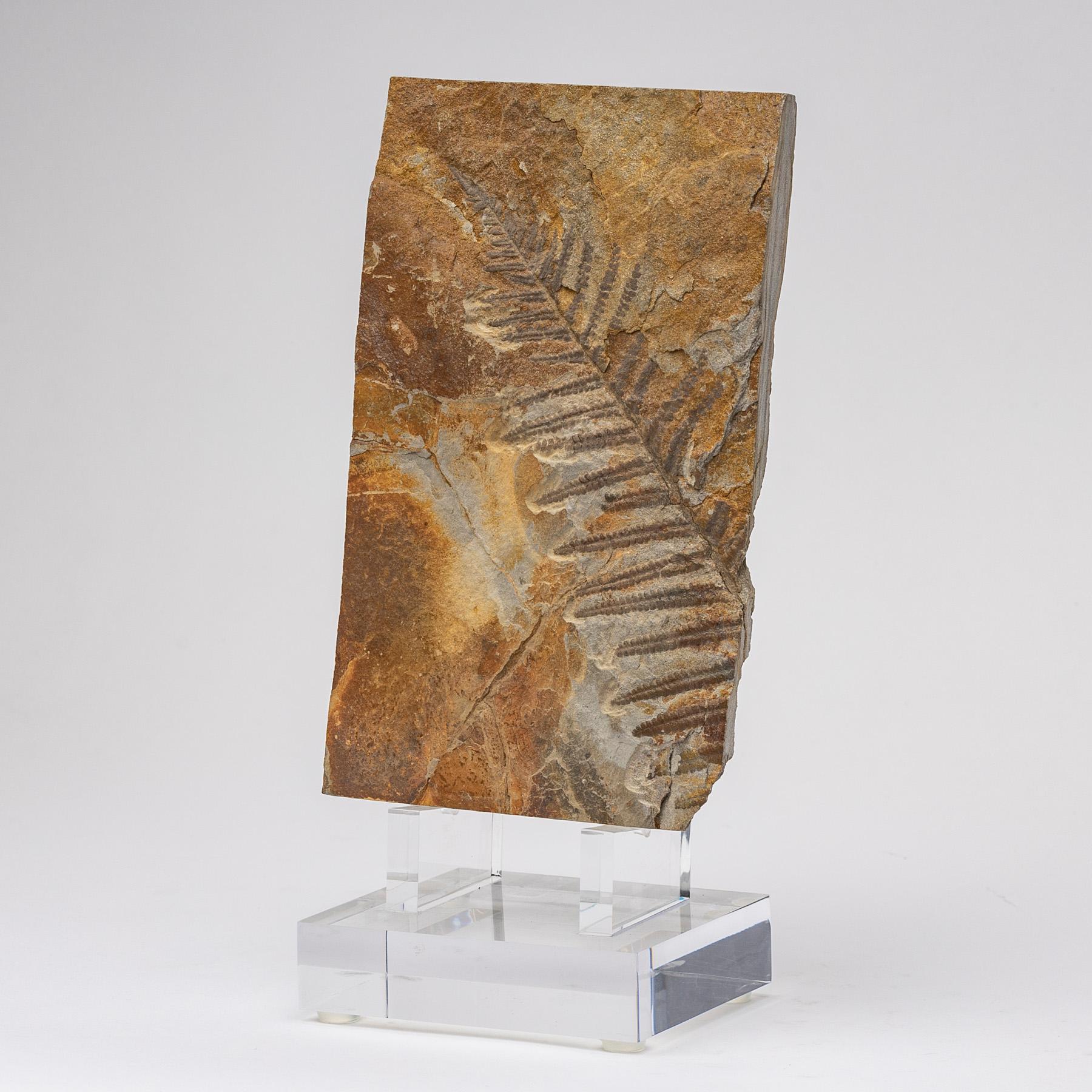 360 Millionen y/o Alethopteris Fossilienfern auf einem maßgefertigten Acrylständer montiert (Organische Moderne) im Angebot