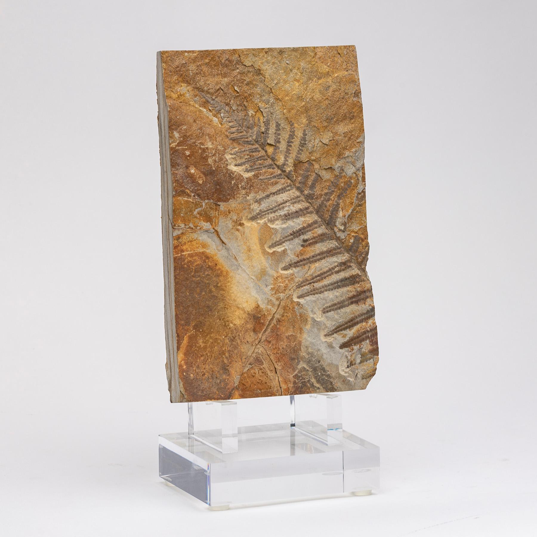 Organic Modern 360 Million Y/O Alethopteris Fossil Fern Mounted on a Custom Acrylic Stand For Sale