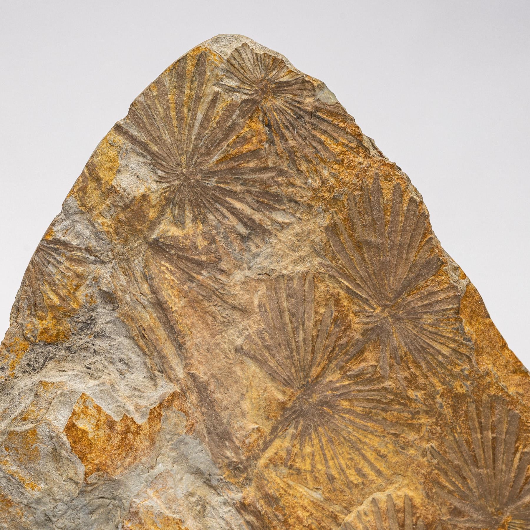 360 Million Y/O Alethopteris Fossil Fern Mounted on a Custom Acrylic Stand In New Condition For Sale In Polanco, CDMX