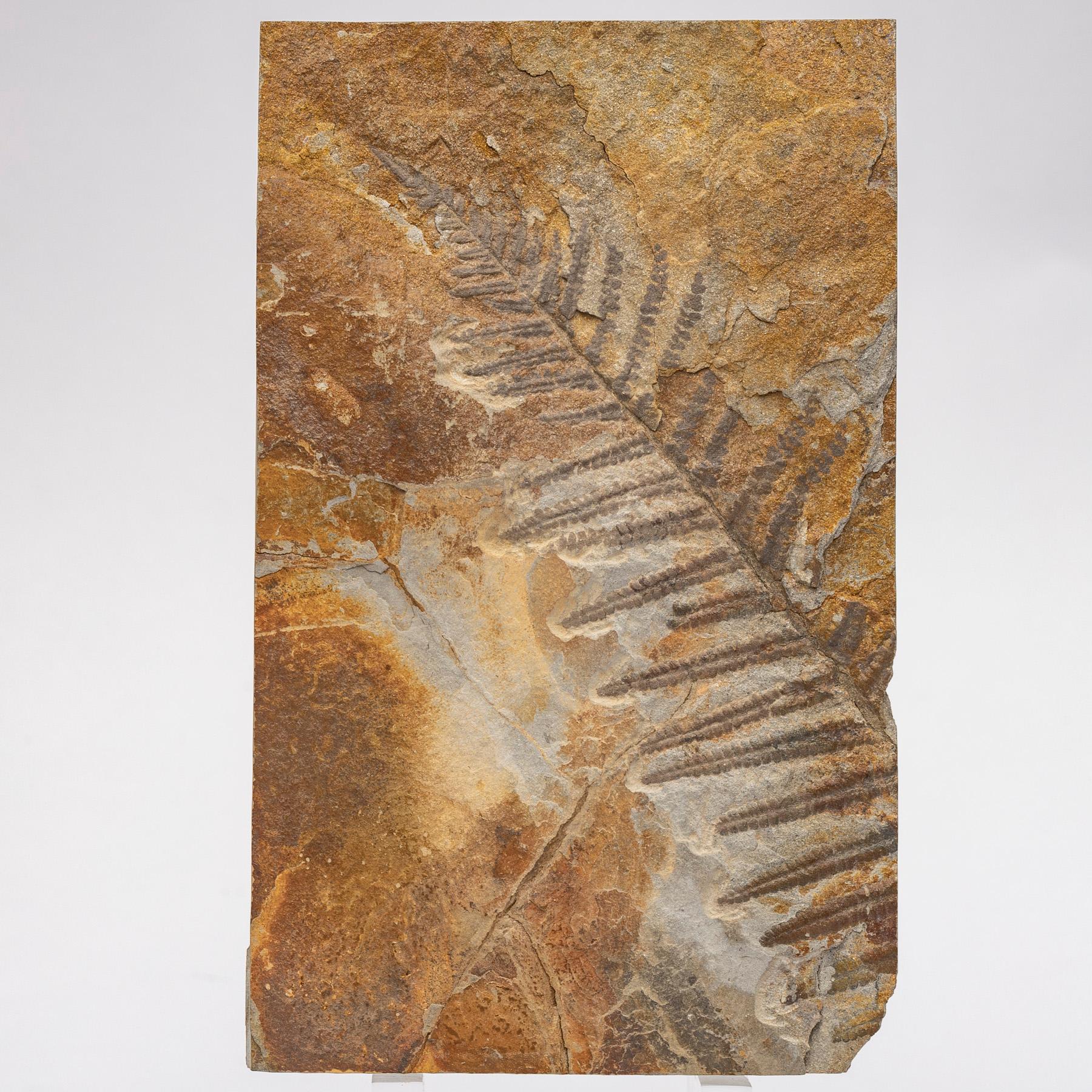 Mexican 360 Million Y/O Alethopteris Fossil Fern Mounted on a Custom Acrylic Stand For Sale