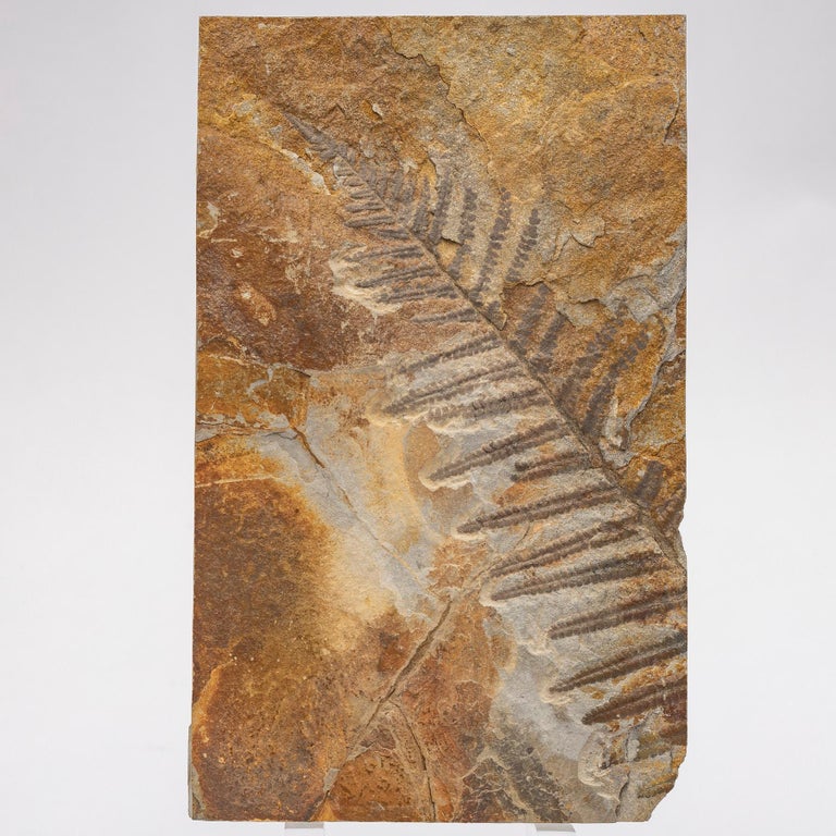 360 Millionen Jahre alter Alethopteris Fossil Farn, montiert auf einem  kundenspezifischen Acryl Stand bei 1stDibs Deutschland