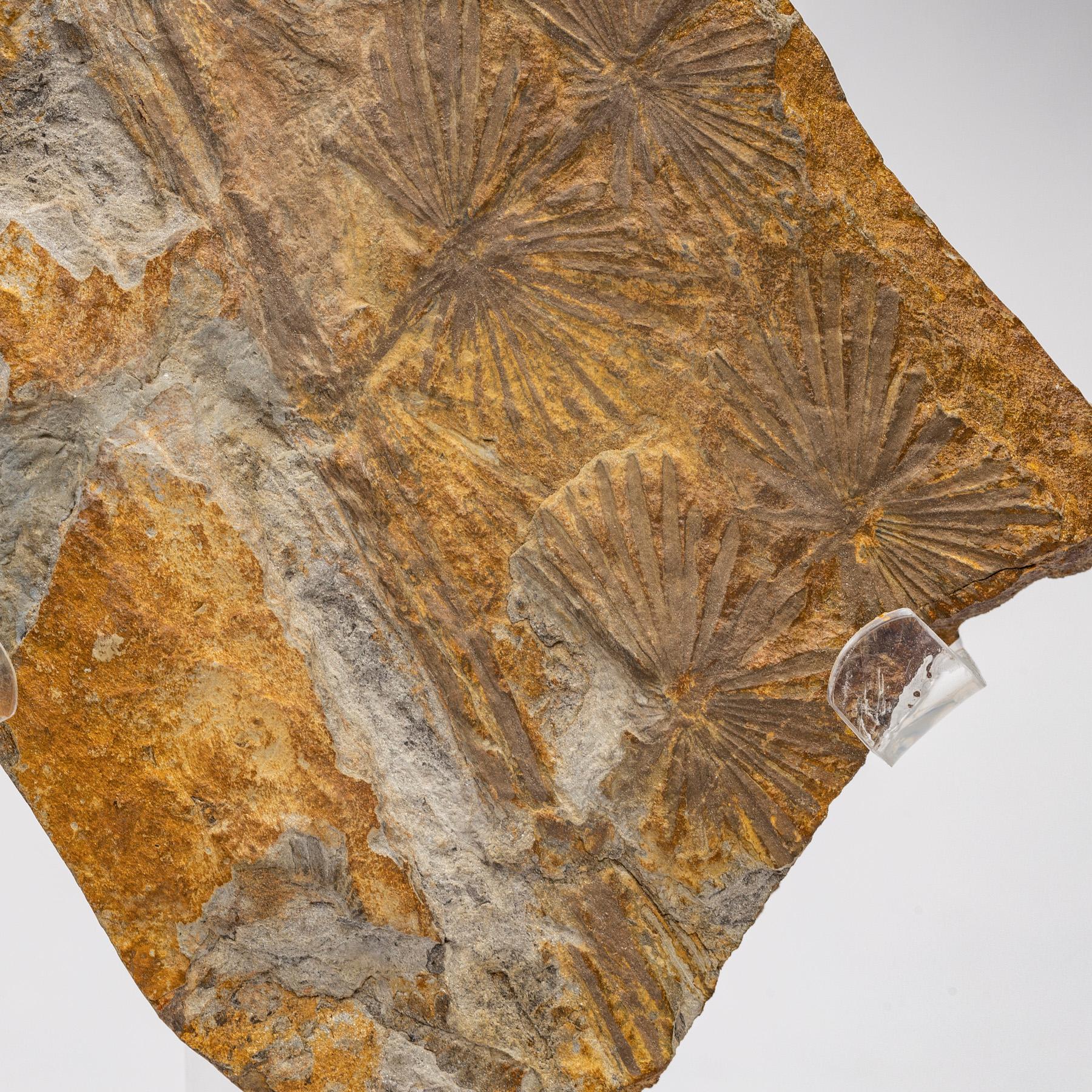 360 Millionen y/o Alethopteris Fossilienfern auf einem maßgefertigten Acrylständer montiert (21. Jahrhundert und zeitgenössisch) im Angebot