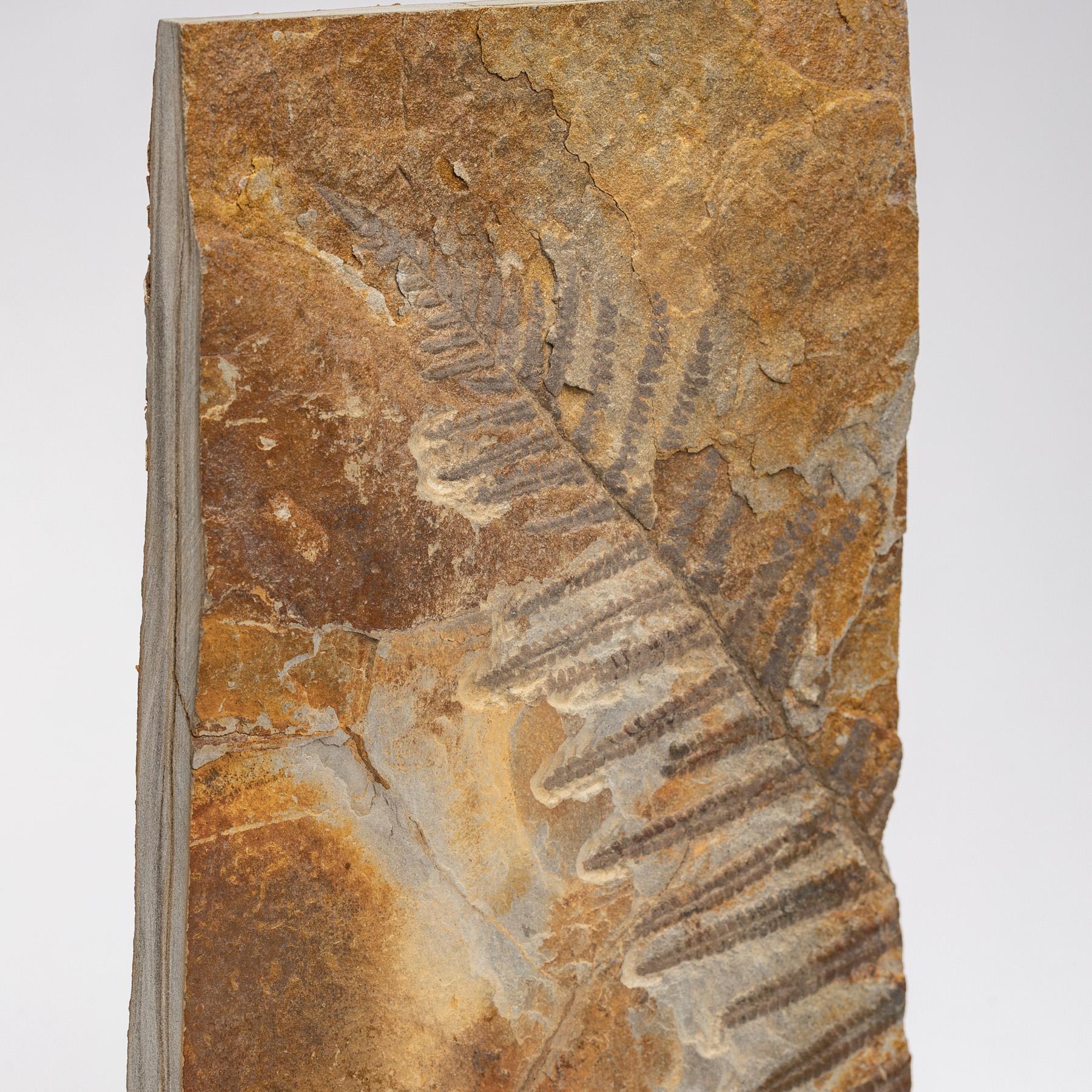 Contemporary 360 Million Y/O Alethopteris Fossil Fern Mounted on a Custom Acrylic Stand For Sale