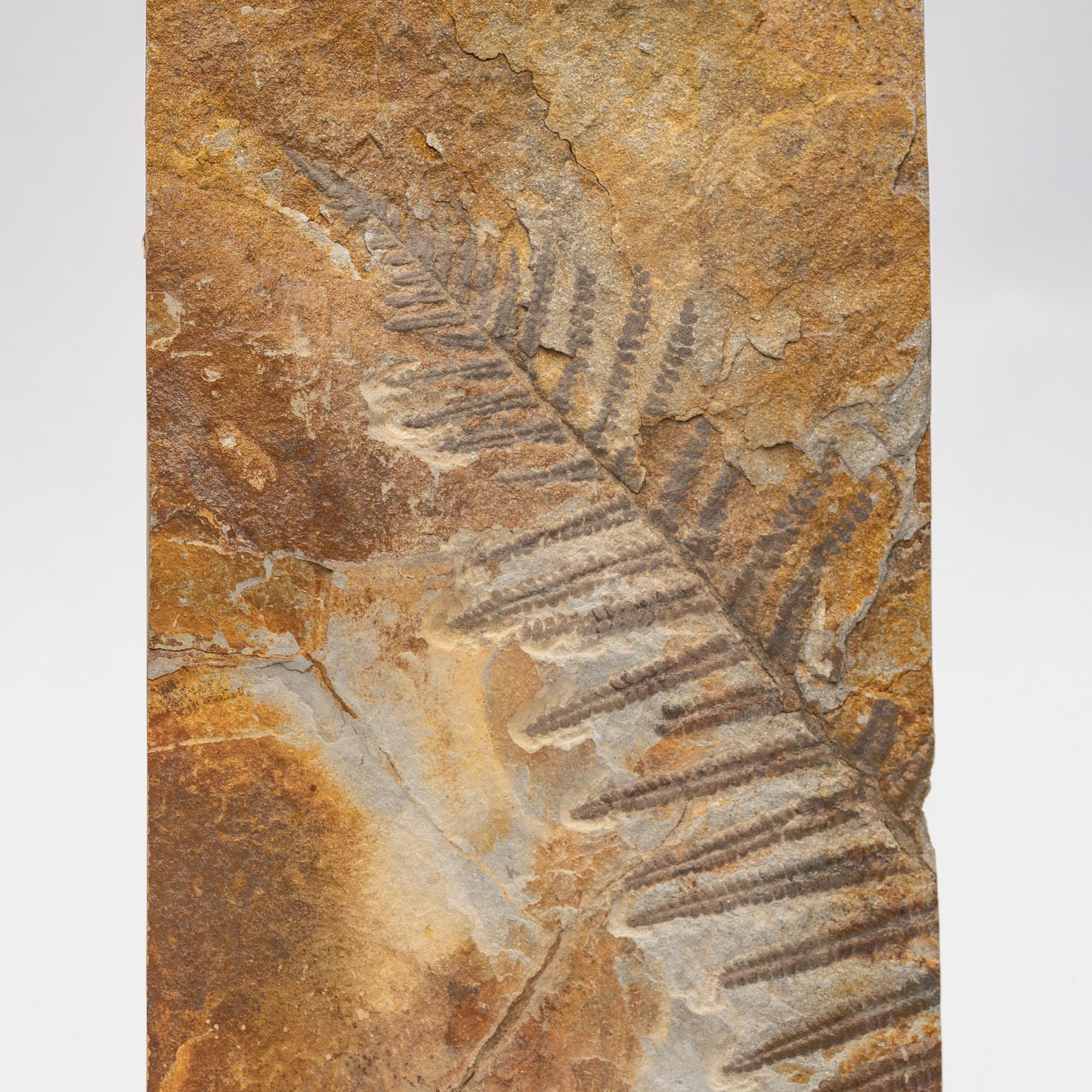 360 Million Y/O Alethopteris Fossil Fern Mounted on a Custom Acrylic Stand For Sale 1