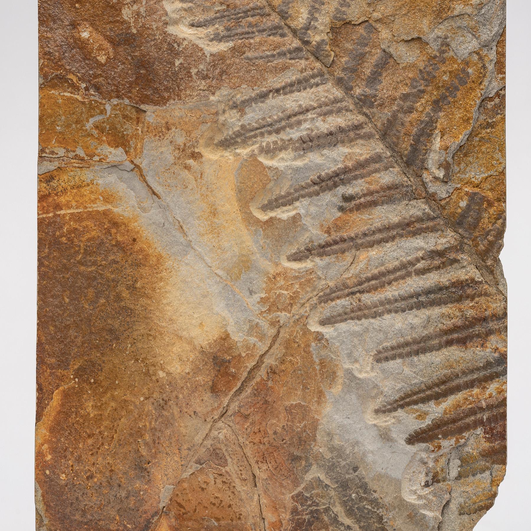 360 Million Y/O Alethopteris Fossil Fern Mounted on a Custom Acrylic Stand For Sale 2