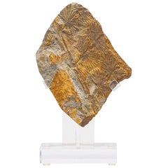 Felce fossile Alethopteris di 360 milioni di anni fa montata su un supporto acrilico personalizzato