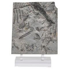 360 Million Y/O Alethopteris Fossil Fern Mounted on a Custom Acrylic Stand