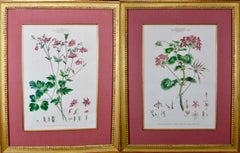 Pair of 18th Century Botanical Engravings of Columbine and Geranium Flowers