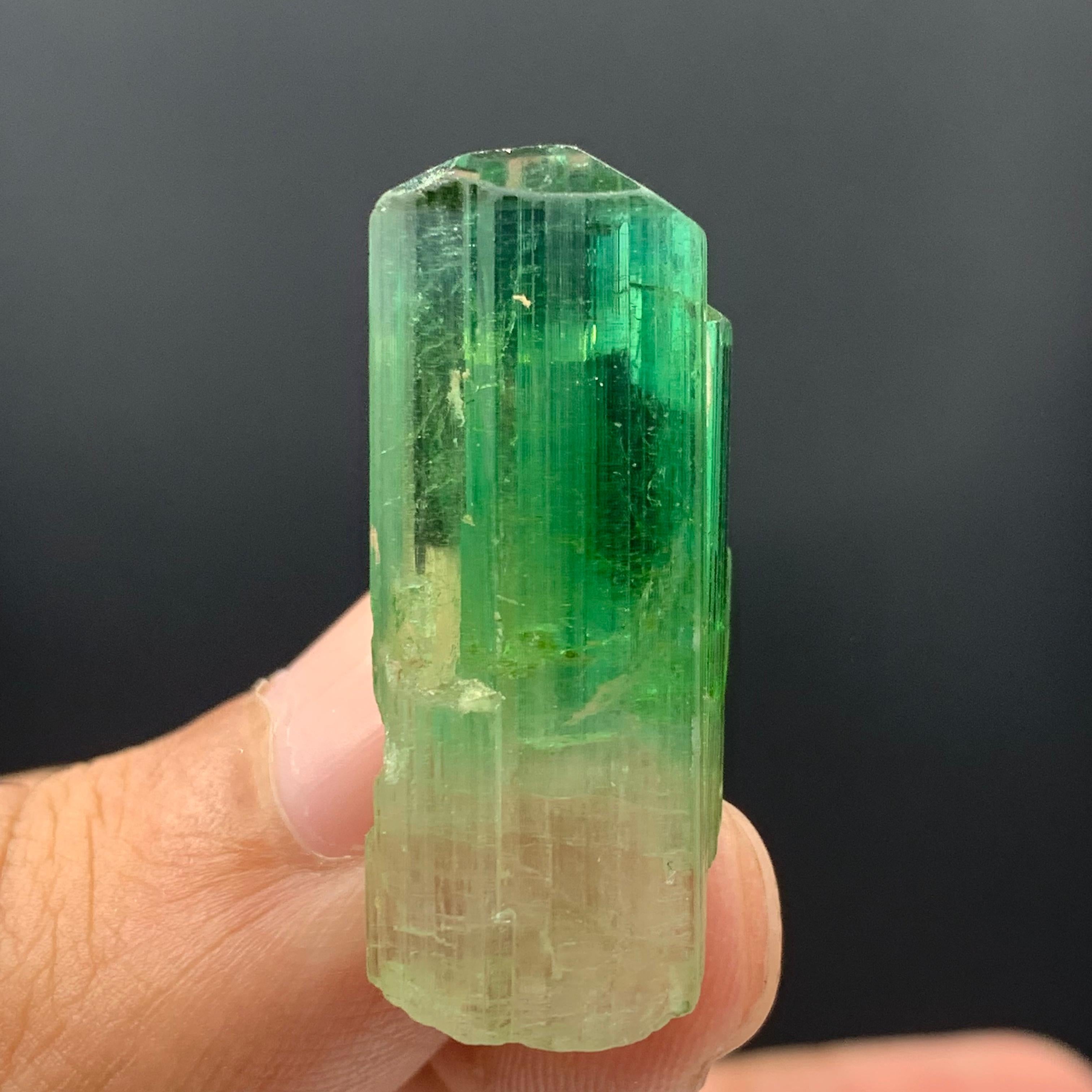 38.30 Carats Gorgeous Bi Color Tourmaline Crystal From Afghanistan  For Sale 11