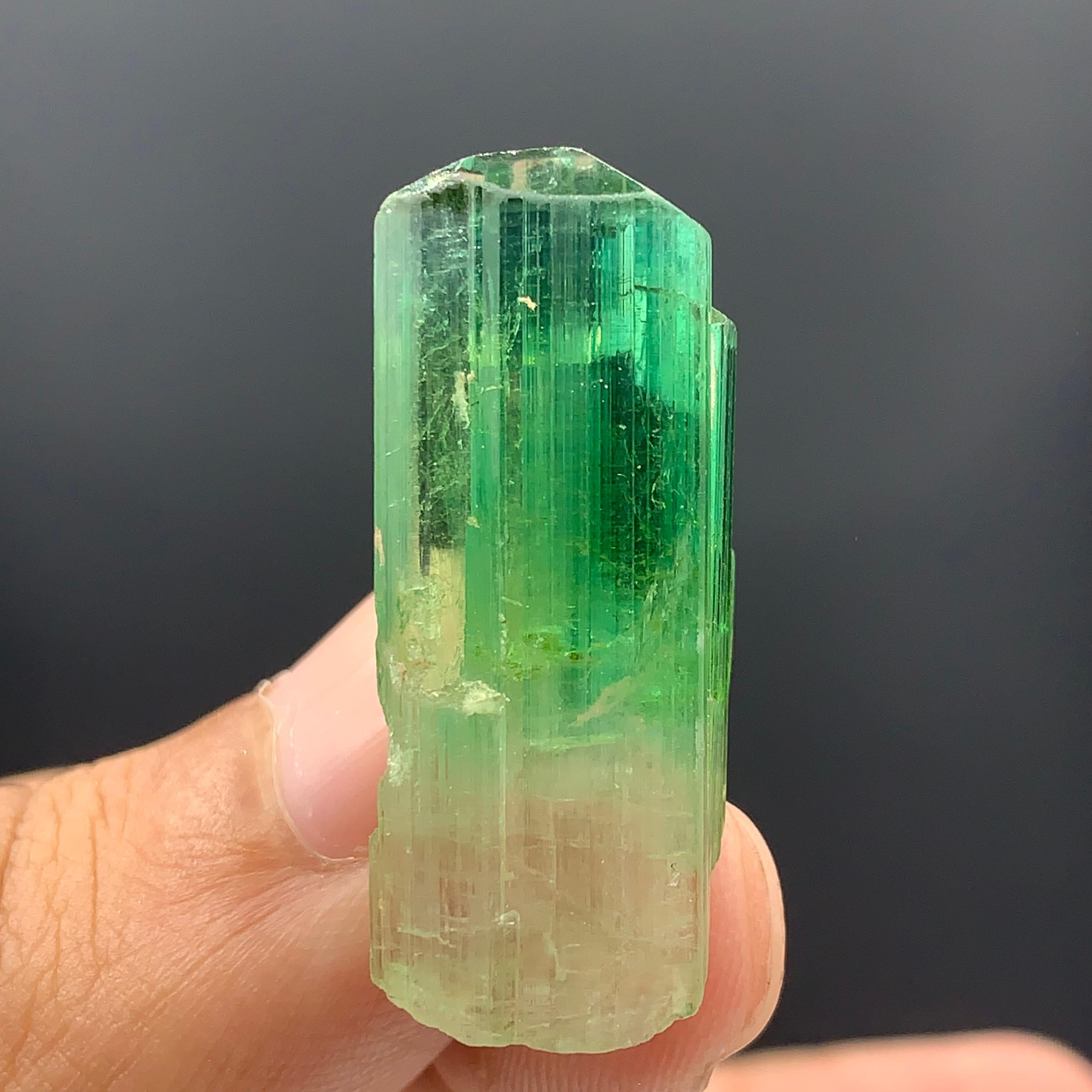 38.30 Carats Gorgeous Bi Color Tourmaline Crystal From Afghanistan  For Sale 13