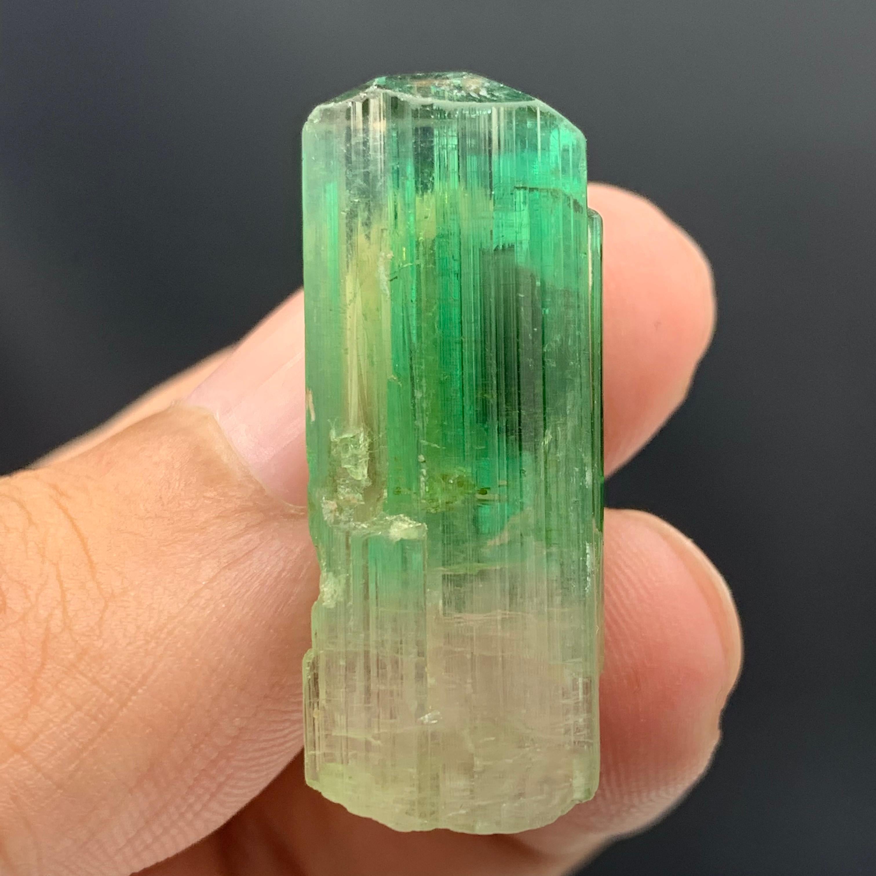 38.30 Carats Gorgeous Bi Color Tourmaline Crystal From Afghanistan  For Sale 1