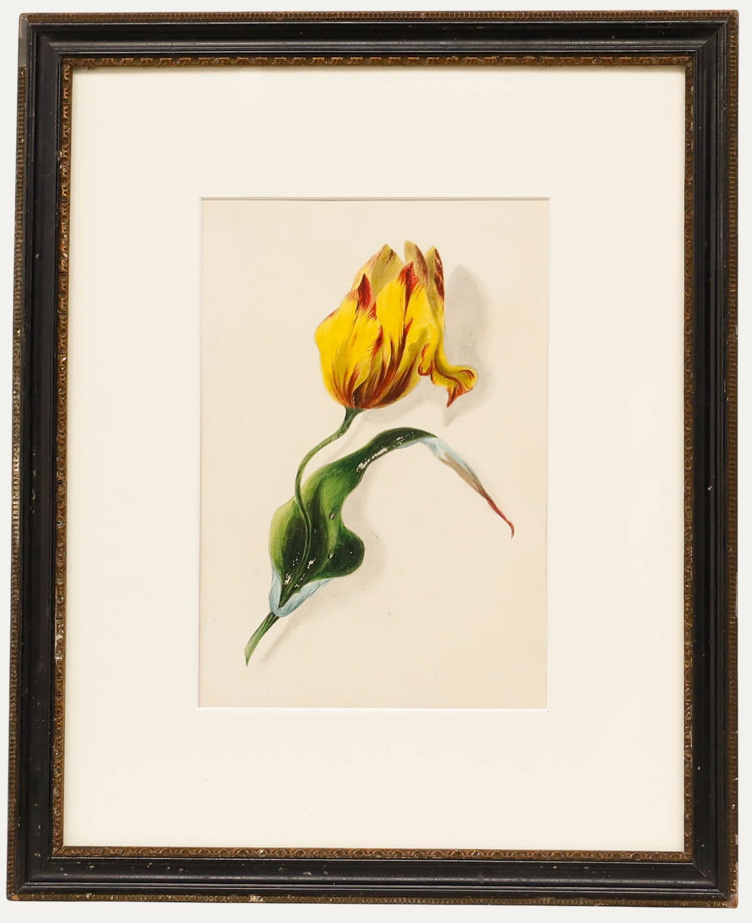 Acquerello del primo Novecento - Studio di tulipani II