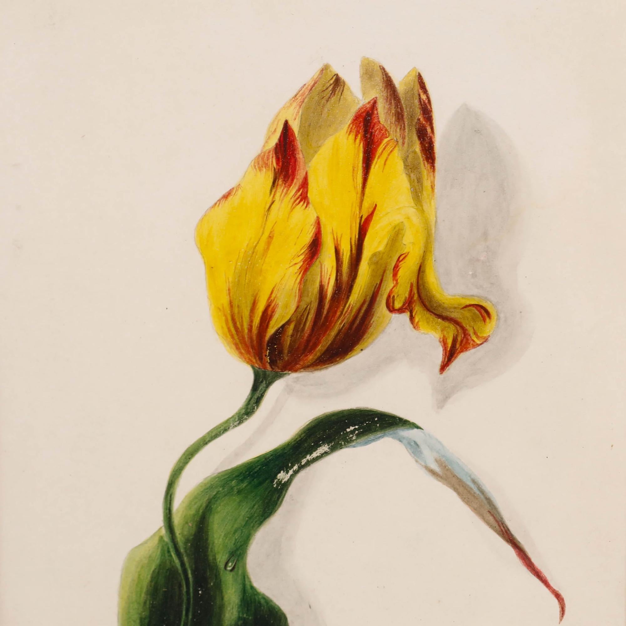A delicate study of a red and yellow tulip. This piece was acquired alongside another tulip study, which is also listed on our website (qd708). Presented in a vintage black frame. Unsigned. On paper.