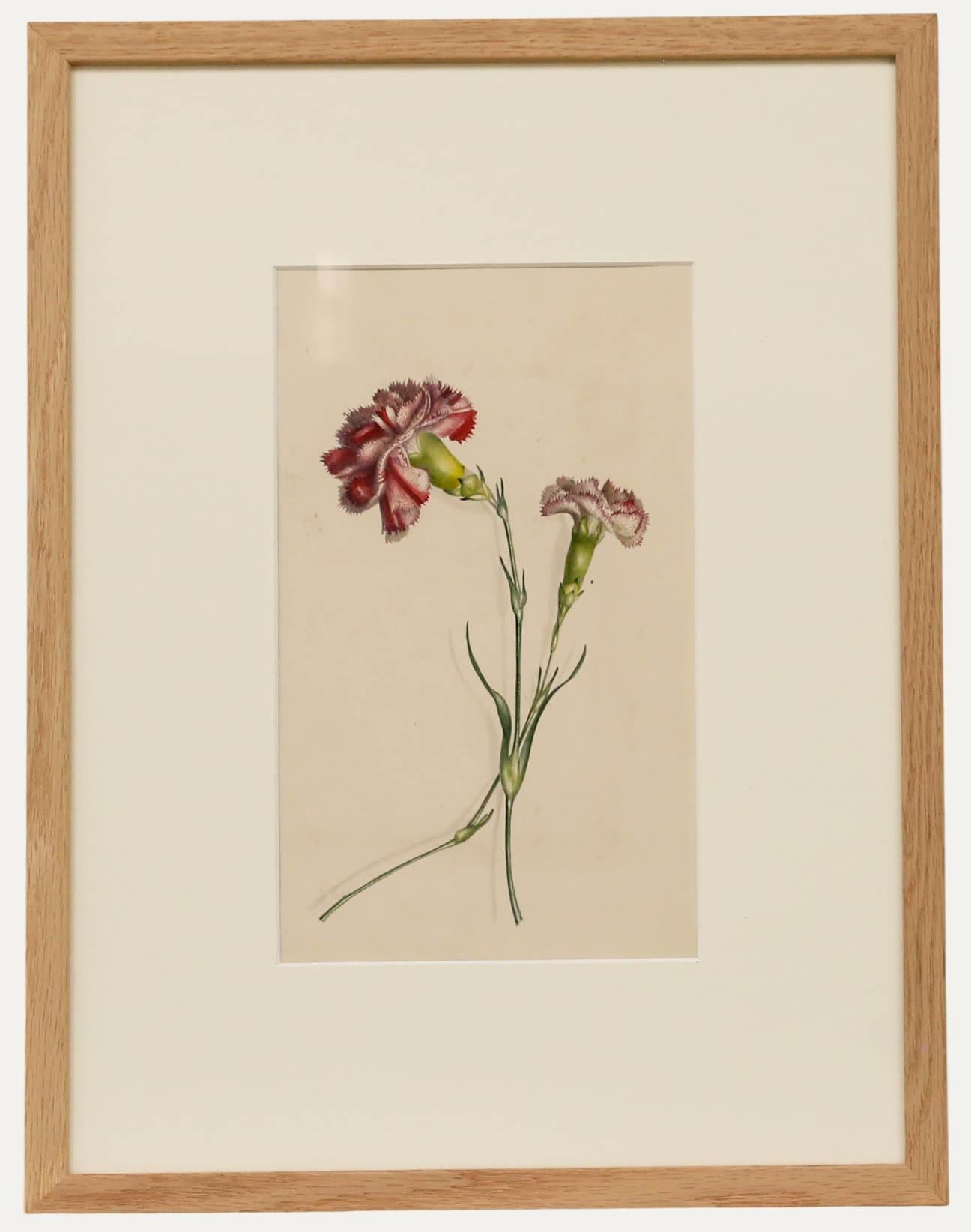 Ms Taylor - Early 19th Century Watercolour, Carnations