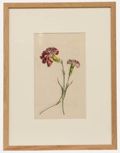 Ms Taylor - Early 19th Century Watercolour, Carnations