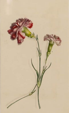 Ms Taylor - Early 19th Century Watercolour, Carnations