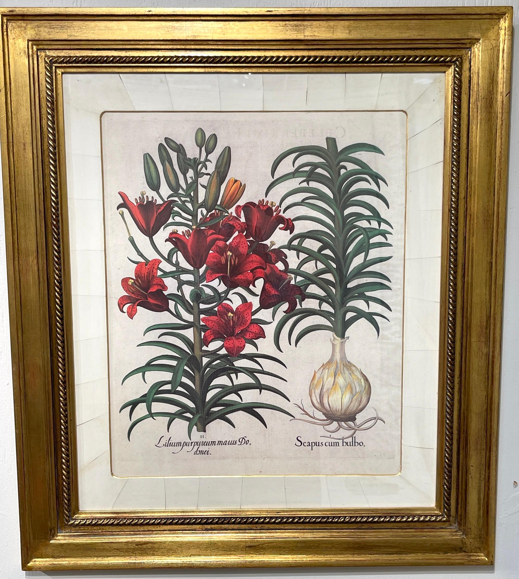 4 Antique Basilius Besler Botanical Prints Framed Custom Parchment Mats For Sale 2
