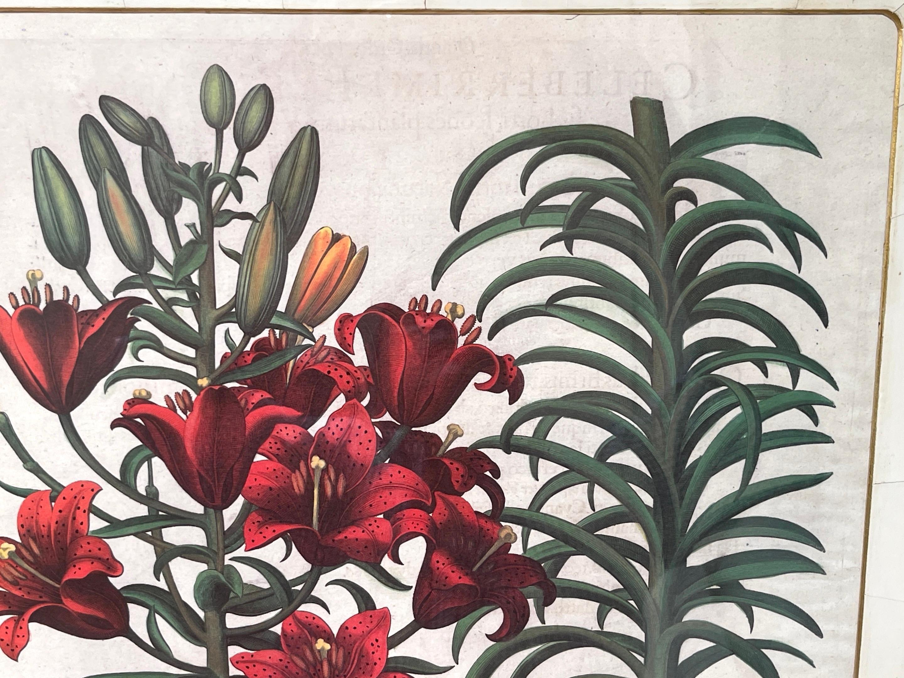 4 Antique Basilius Besler Botanical Prints Framed Custom Parchment Mats For Sale 3