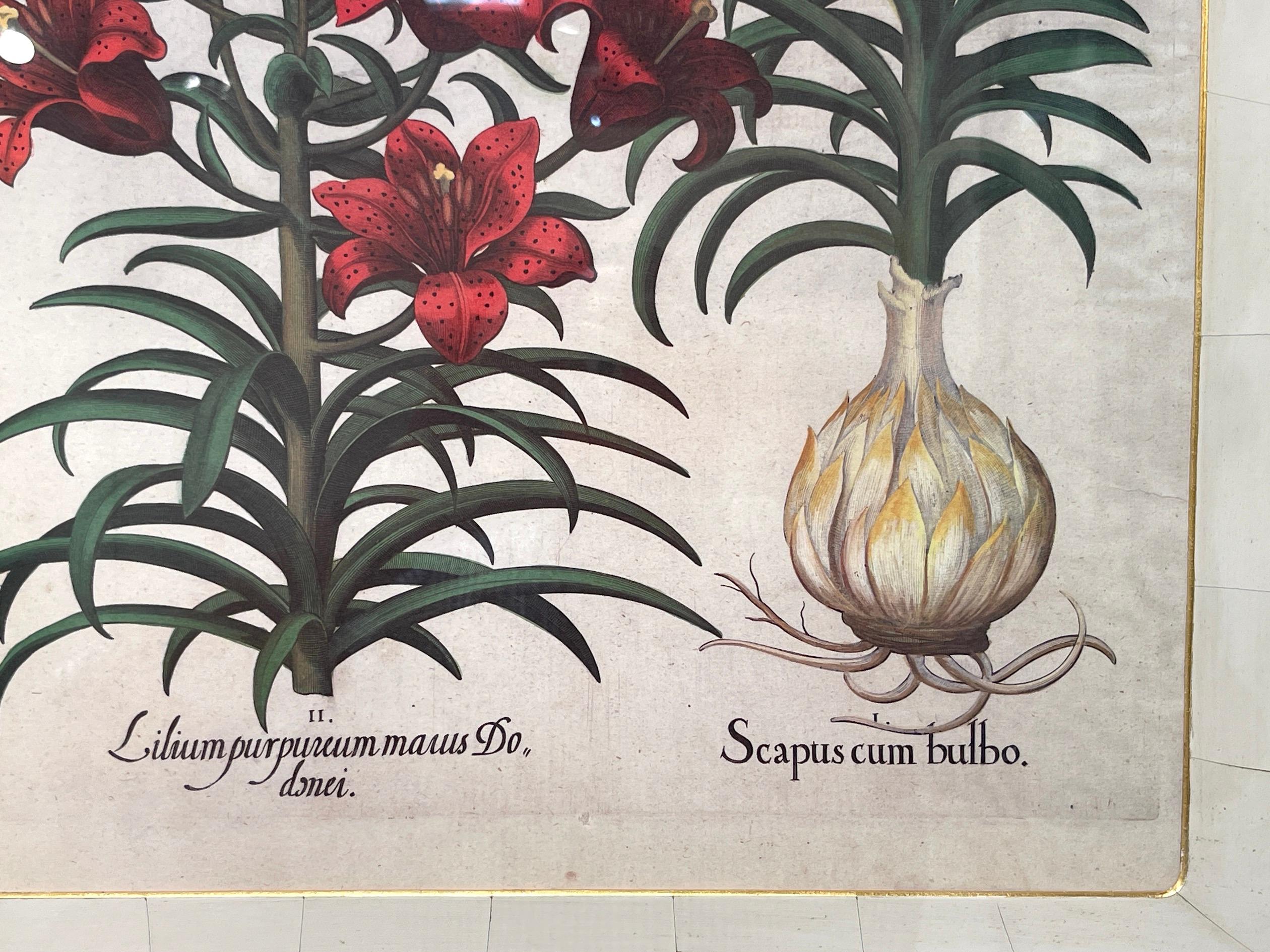 4 Antique Basilius Besler Botanical Prints Framed Custom Parchment Mats For Sale 4