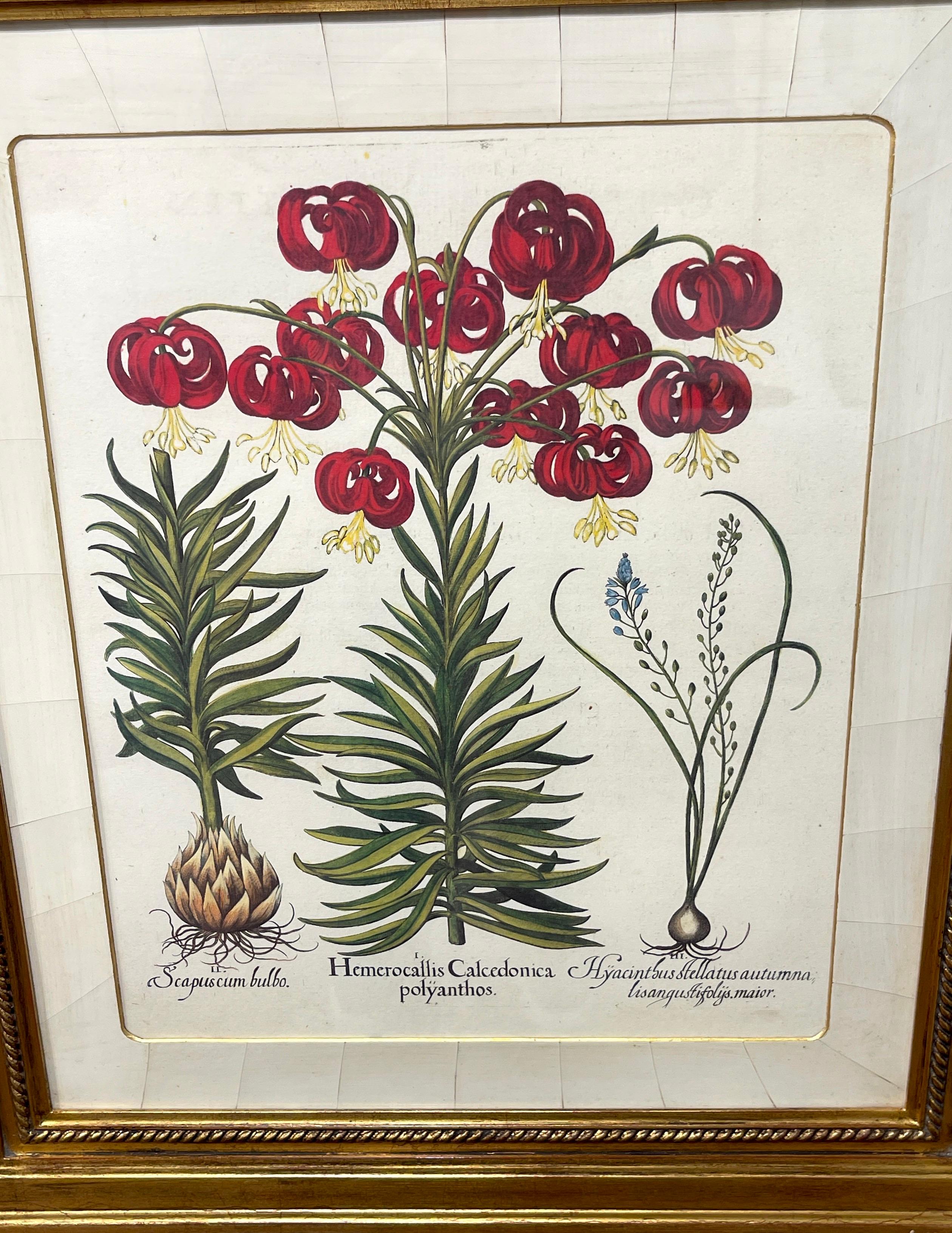 4 Antique Basilius Besler Botanical Prints Framed Custom Parchment Mats 4
