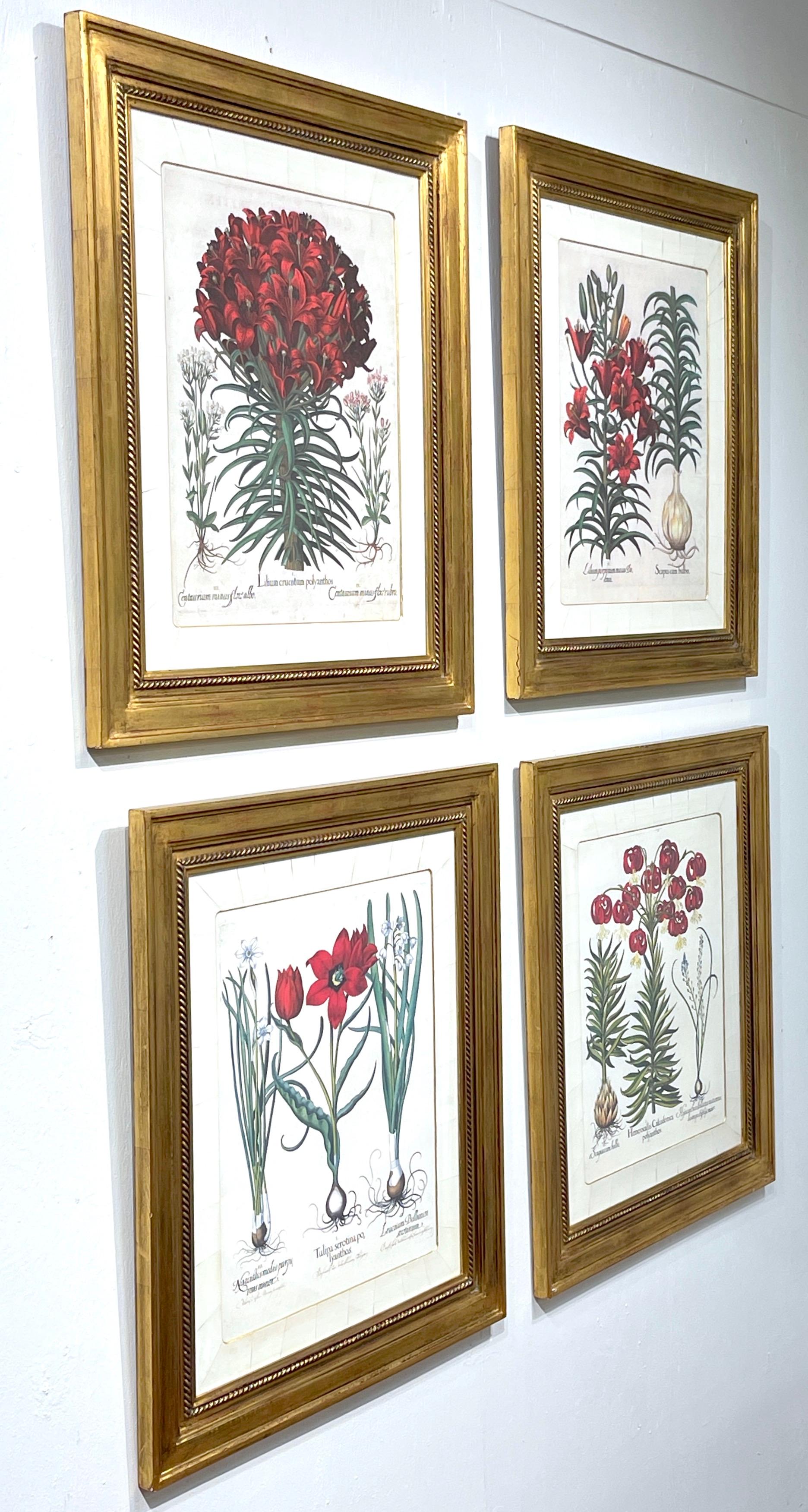 4 Antique Basilius Besler Botanical Prints Framed Custom Parchment Mats 6