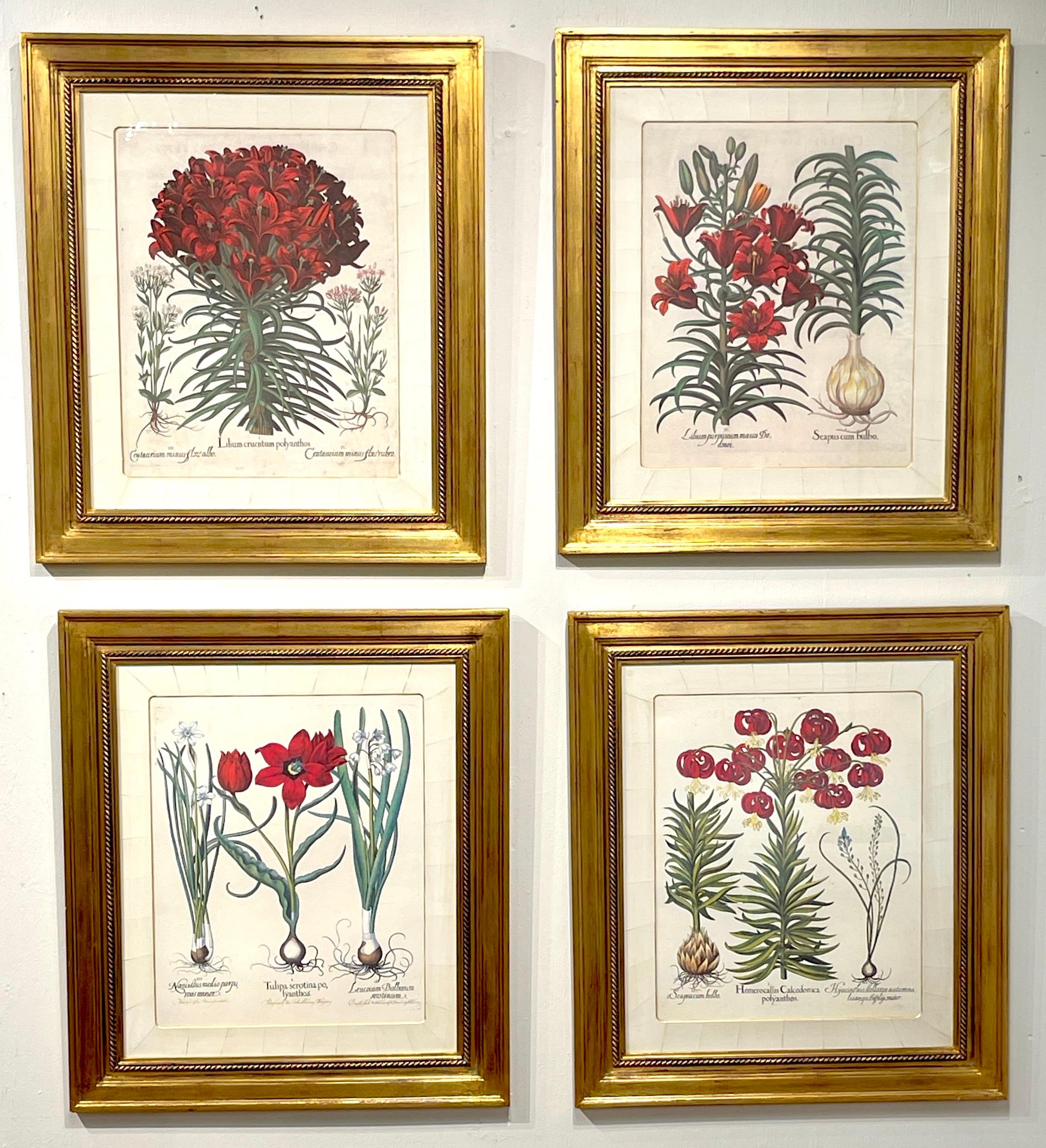 Set of Four Antique Basilius Besler Botanical Prints With Custom Parchment Mats, sold as a set of four only.
After Basilius Besler (1561-1629)

This custom framed set of  botanicals comprises four exquisite antique Basilius Besler botanical prints,