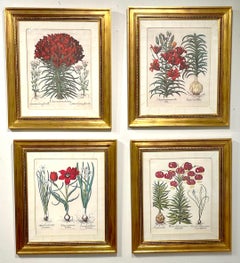 4 Antique Basilius Besler Botanical Prints Framed Custom Parchment Mats